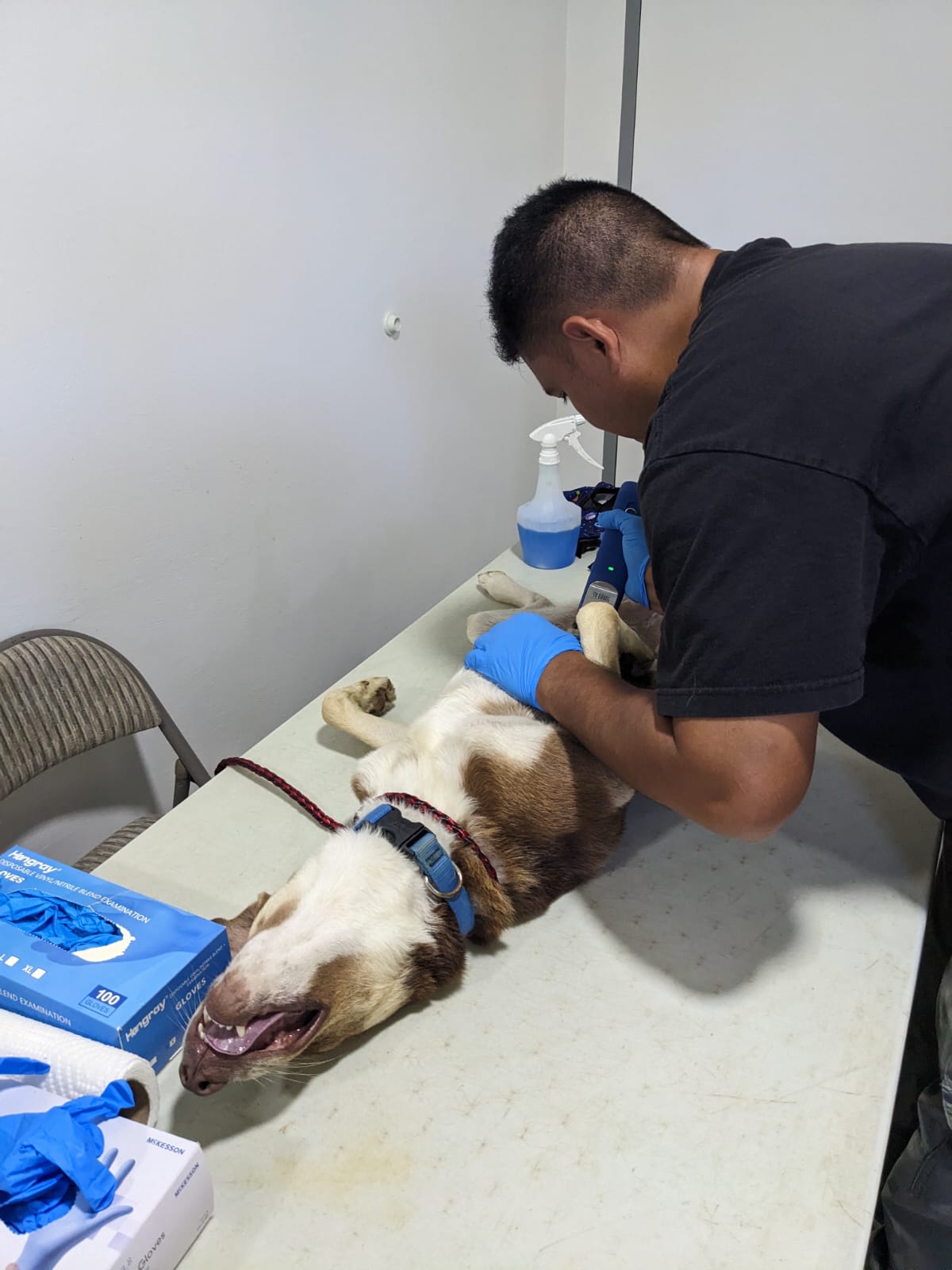 A Saipan Mayor's Office Dog Control Program staff member  prepares a dog that needs to be spayed or neutered.