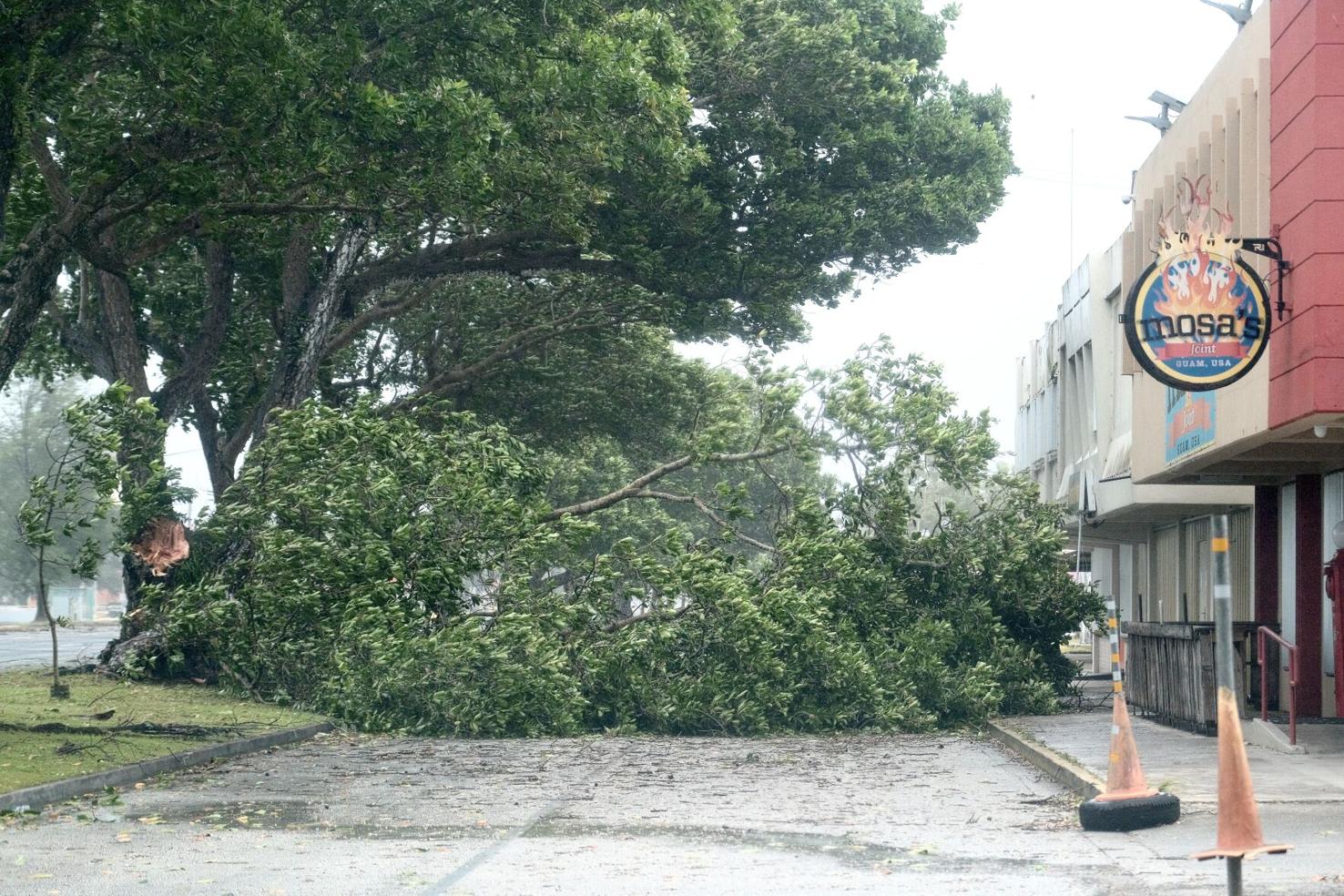 A fallen tree blocks the road in front of Mosa’s in Hagåtña as Typhoon Mawar approached the Mariana Islands Wednesday. 
