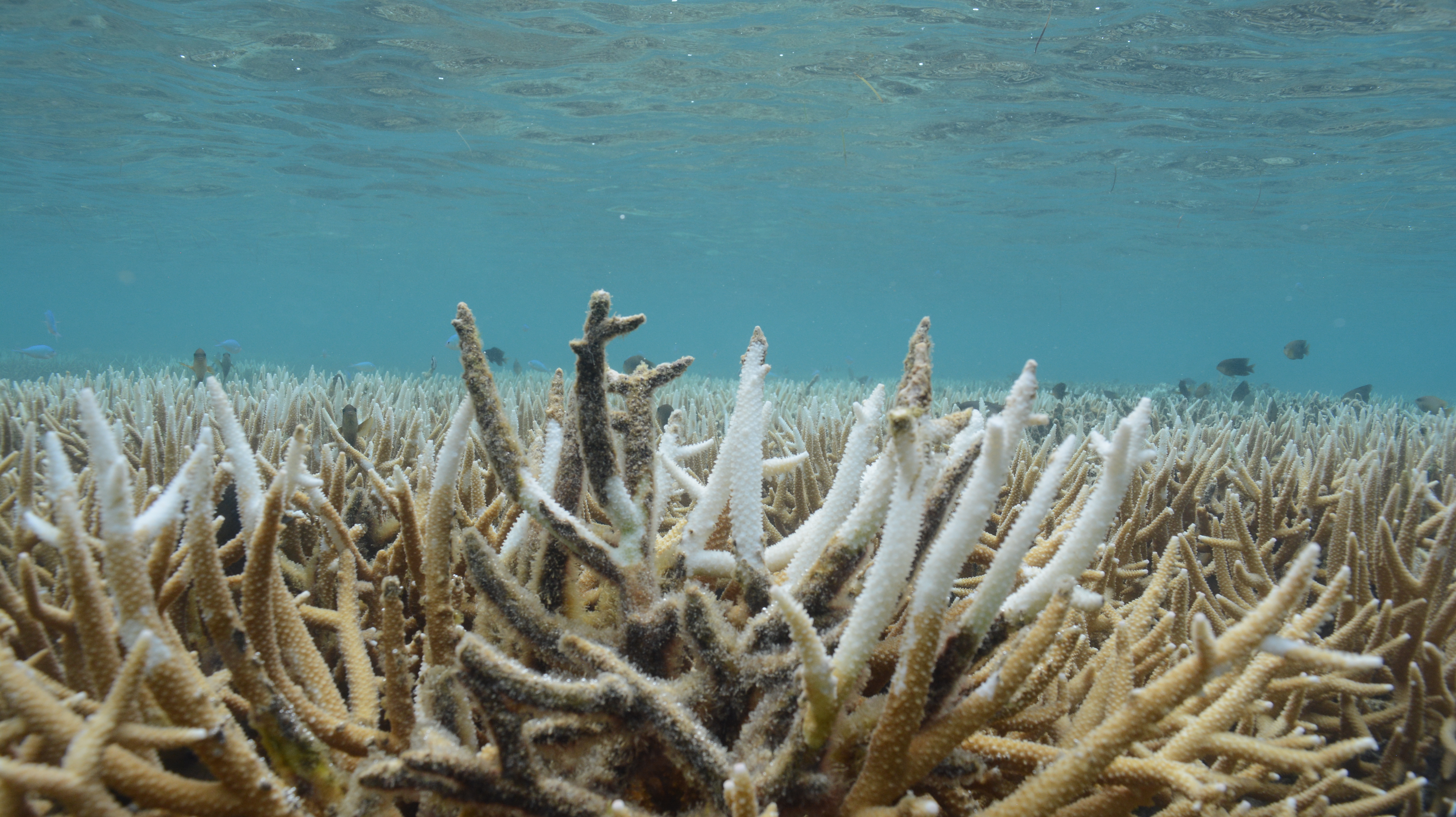 These corals in San Antonio show bleaching at the tips, which most likely indicate they were damaged by low tides, according to Elly Perez, a scientist at DCRM.