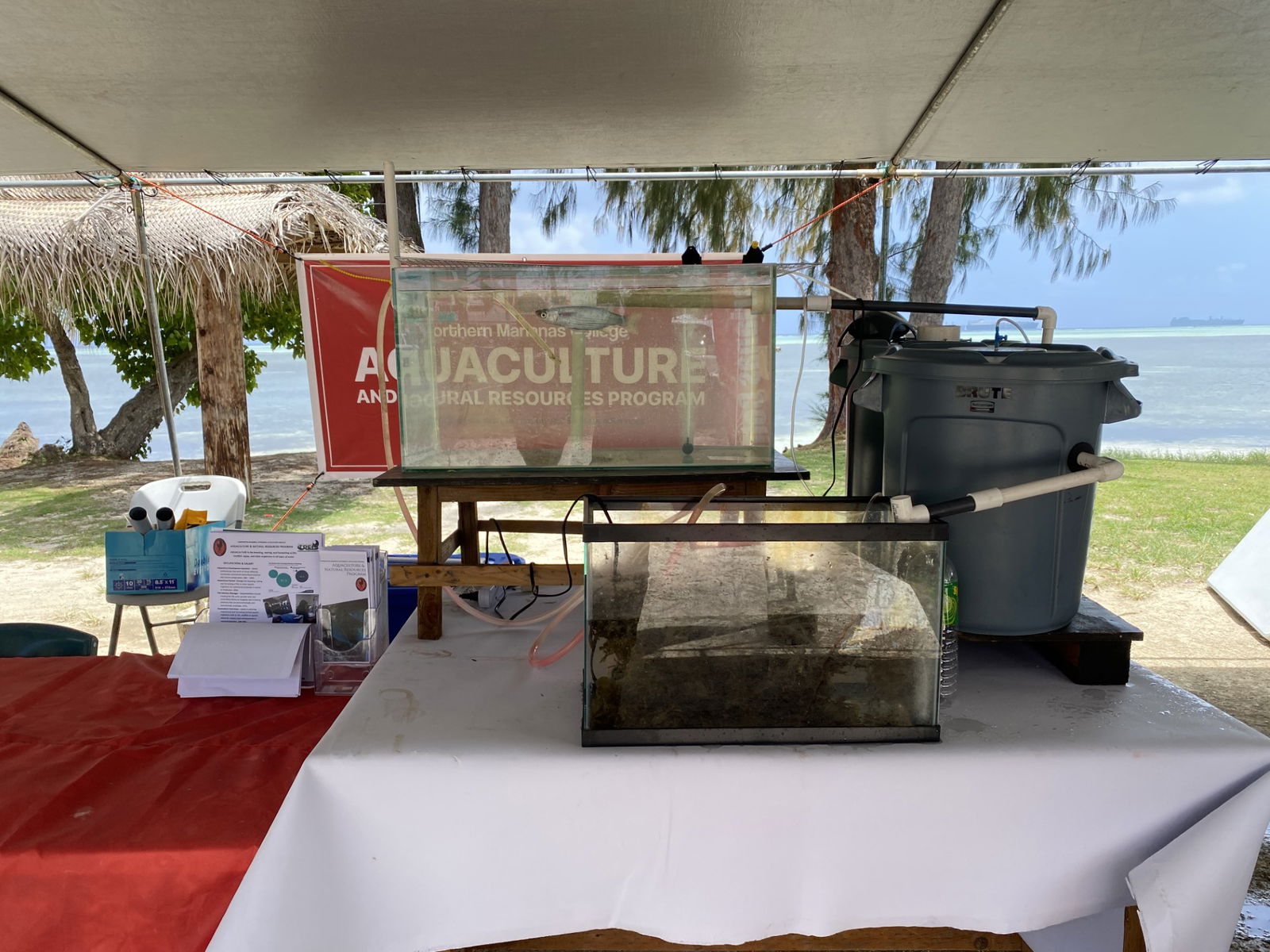 A mullet swims in an aquaculture tank at the Saipan Ocean Fair. In the lower tank, the fertilized water from the mullet tank is twice filtered so that seaweed can grow. The seaweed absorbs the fertilizer, and the clean water is circulated back to the fish.