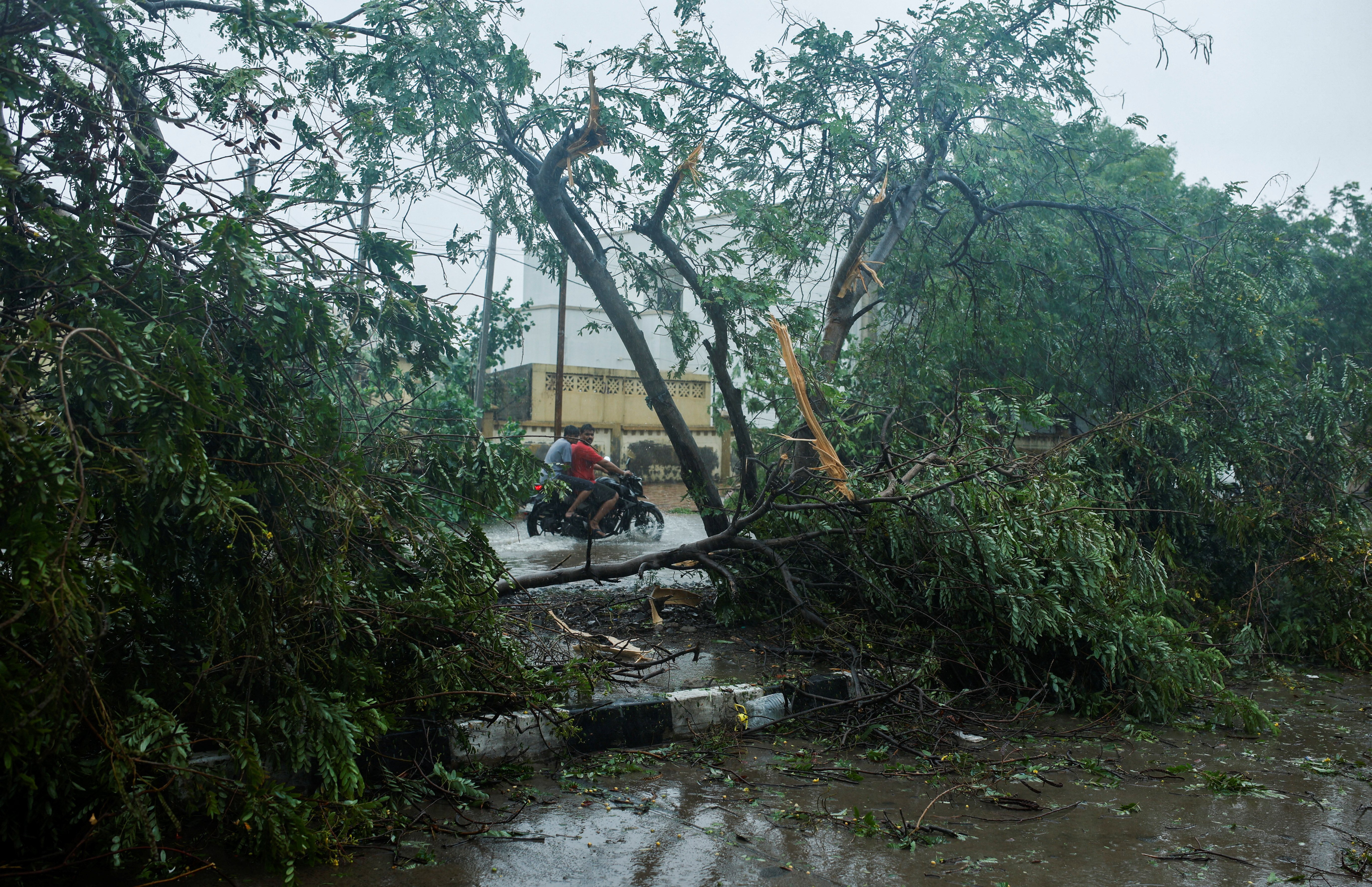 People ride past a fallen tree during the aftermath of Cyclone Biparjoy after it made landfall, in Bhuj in the western state of Gujarat, India, June 16, 2023. REUTERS/Francis Mascarenhas