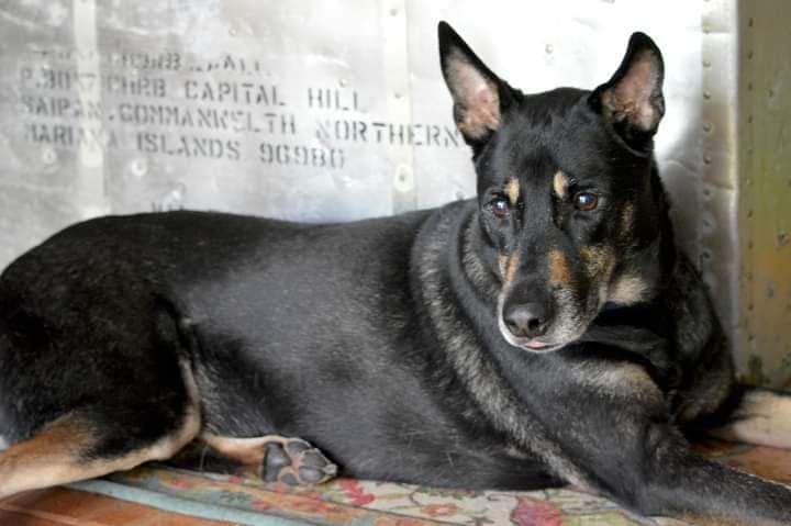 Roxy is six years old.