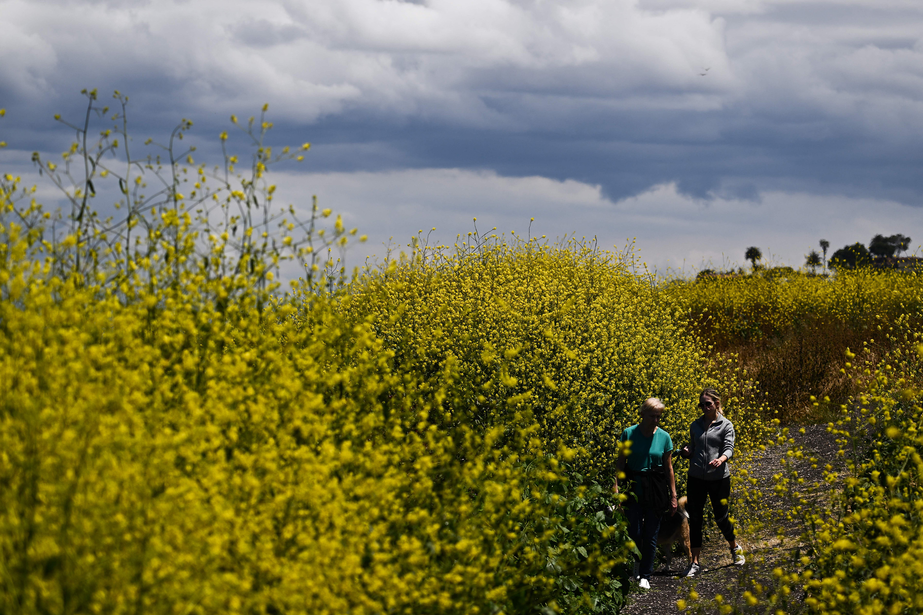 People hike though a bloom of yellow wildflowers on May 5, 2023, in Palos Verdes Estates, California. (Patrick T. Fallon/AFP/Getty Images/TNS)