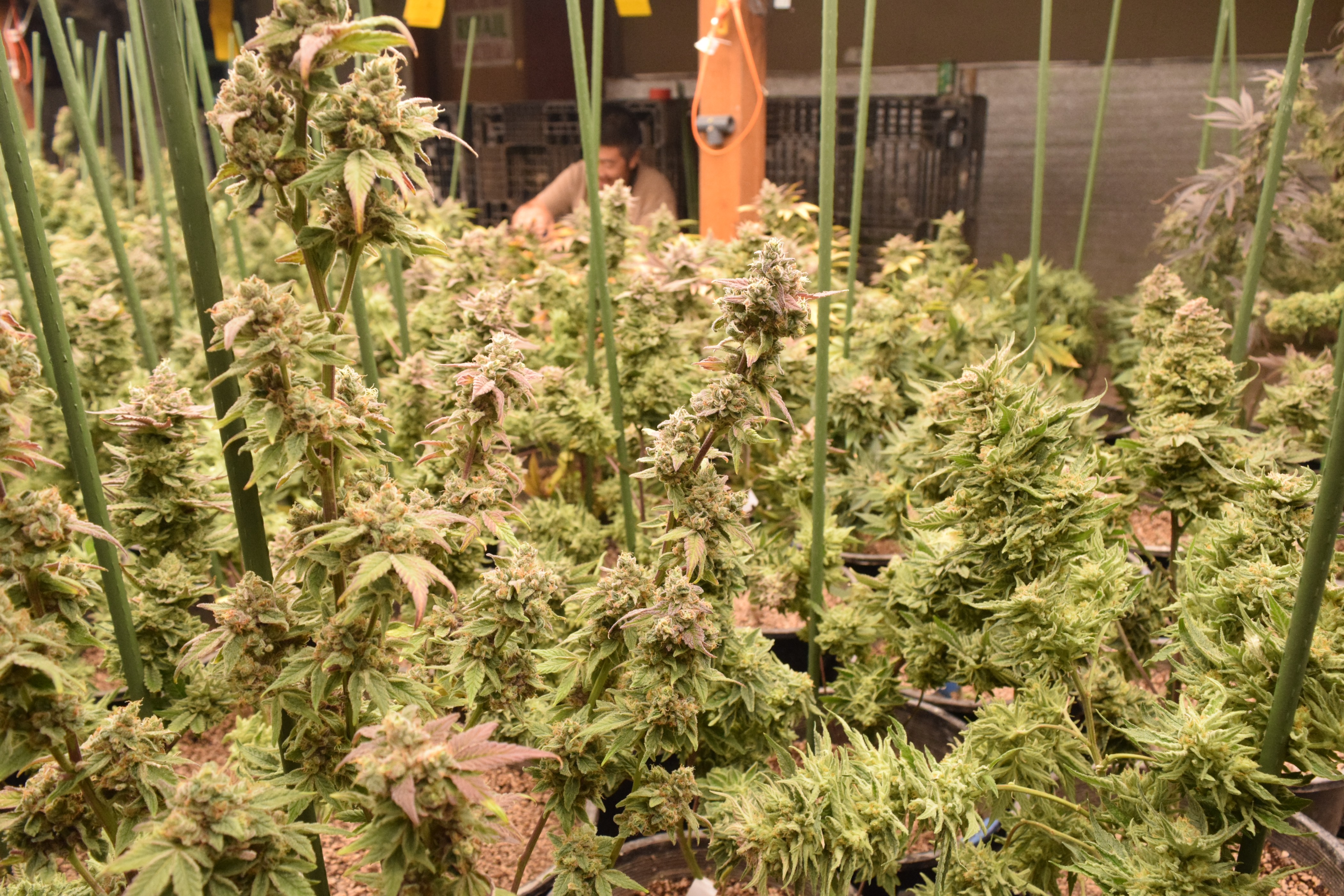 Saipan Select's cannabis farm in Tanapag.