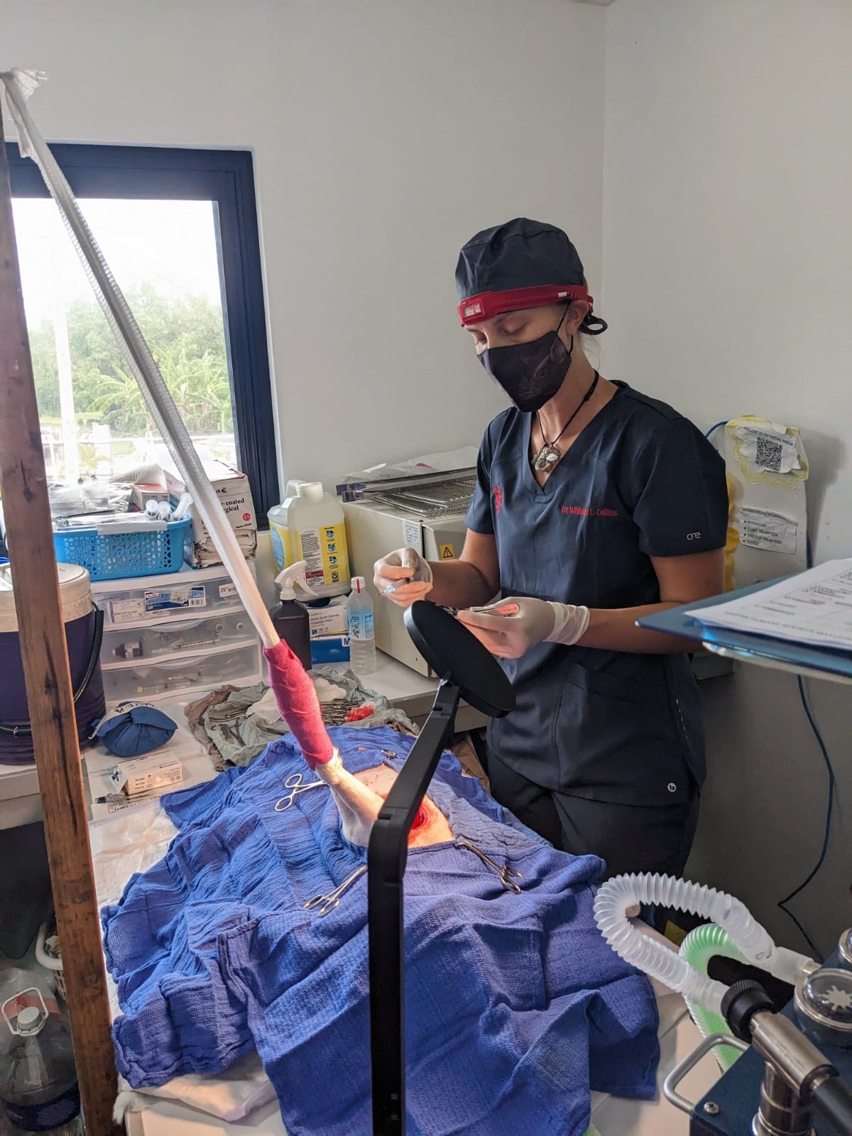 Dr. Whitney Collins performs surgery on a dog last week.