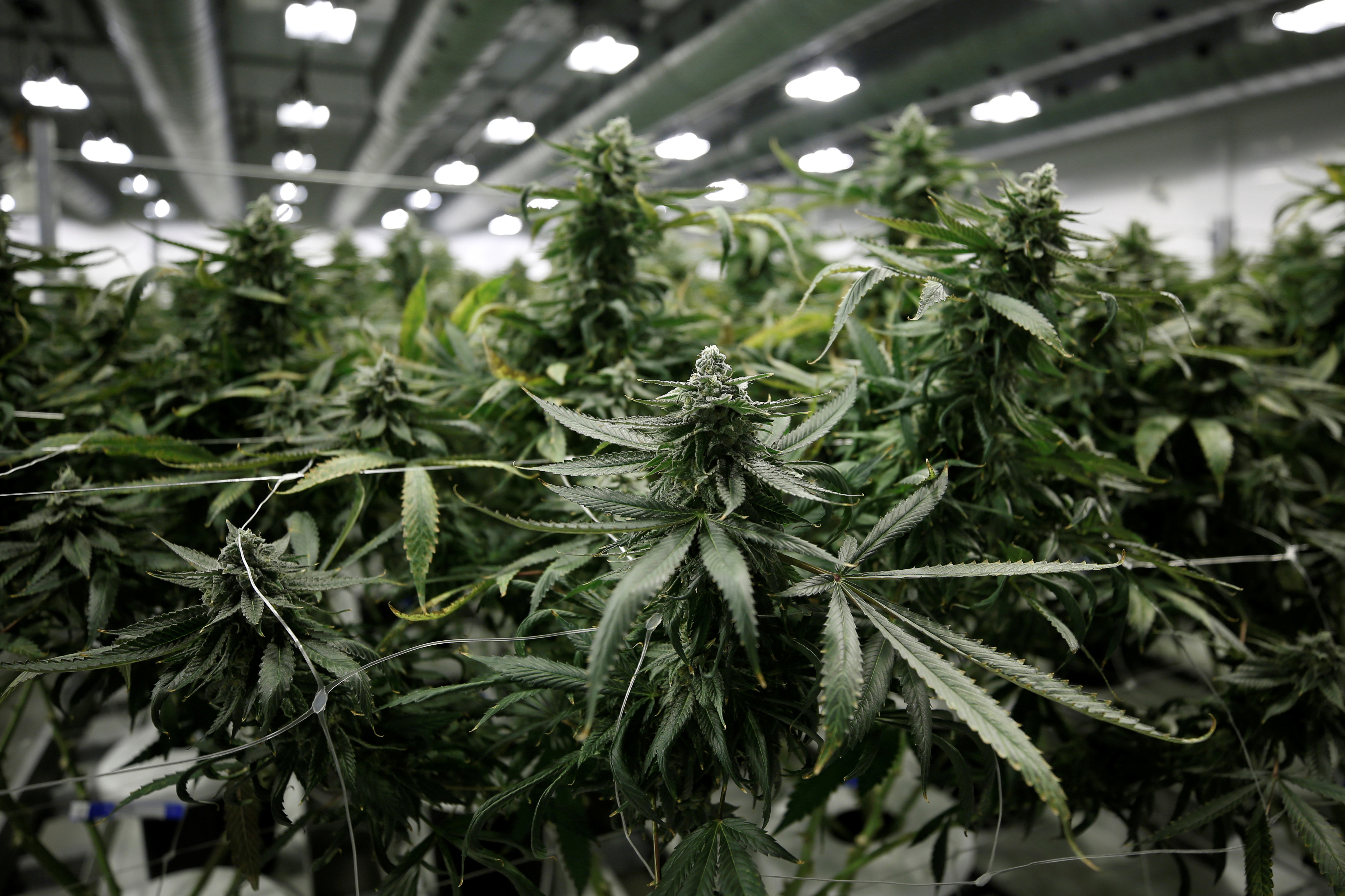 Flowering marijuana plants are pictured at the Canopy Growth Corporation facility in Smiths Falls, Ontario, Canada, January 4, 2018. REUTERS/Chris Wattie