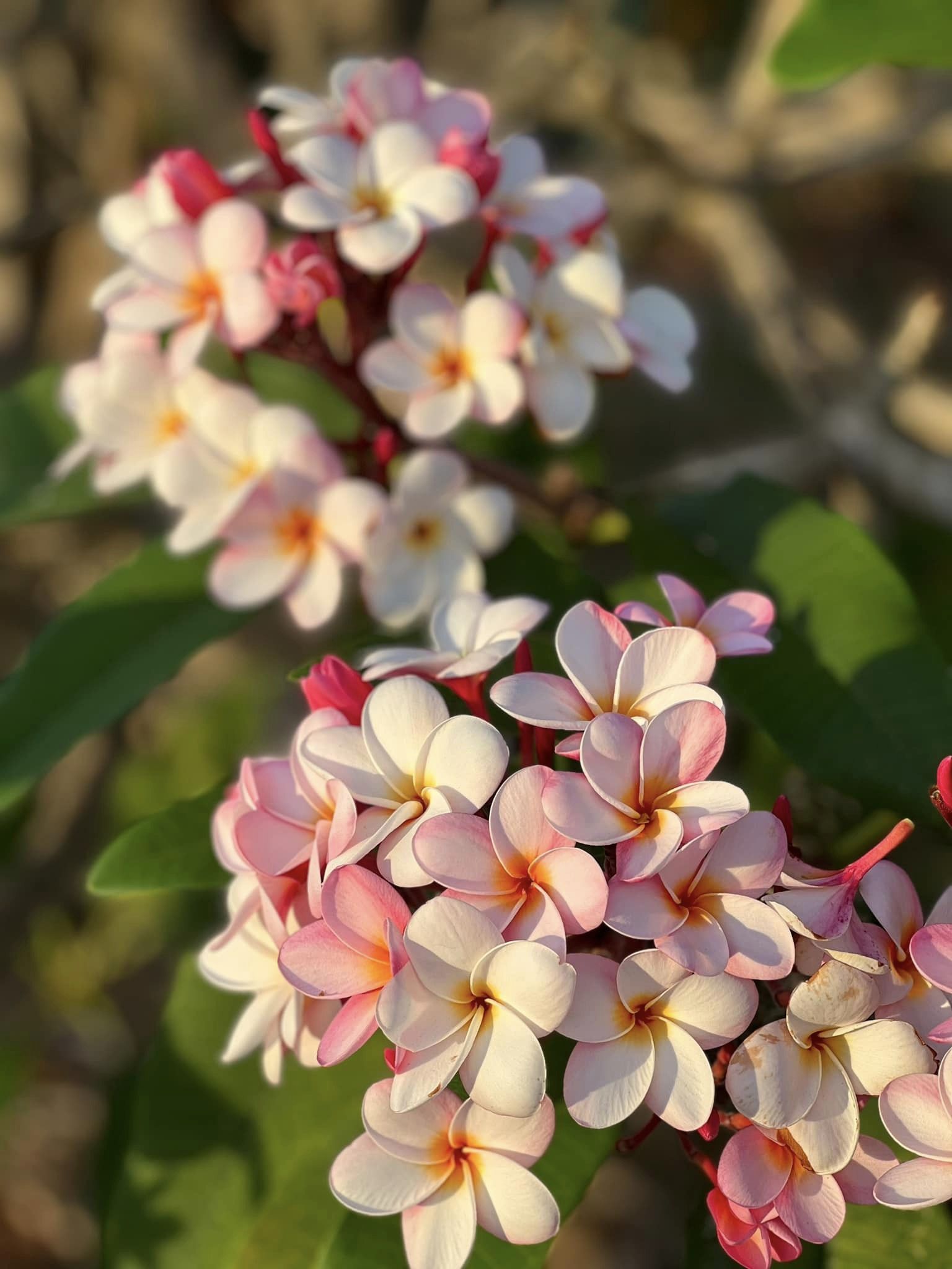 The photo of plumerias submitted by Mary Haze wins 1st place in the Saipan category of the Marianas Visitors Authority’s “Capture the Beauty of the Marianas” online photo contest held in May 2023.