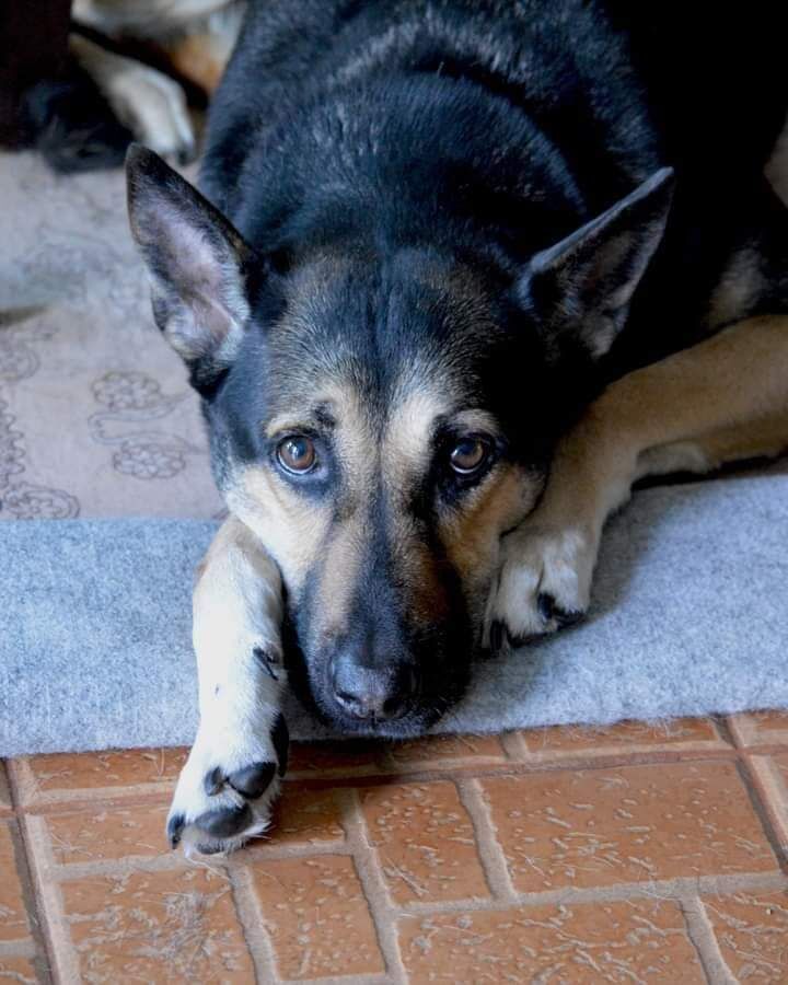 Tapo is a seven-year-old German Shepherd with Doberman breed.