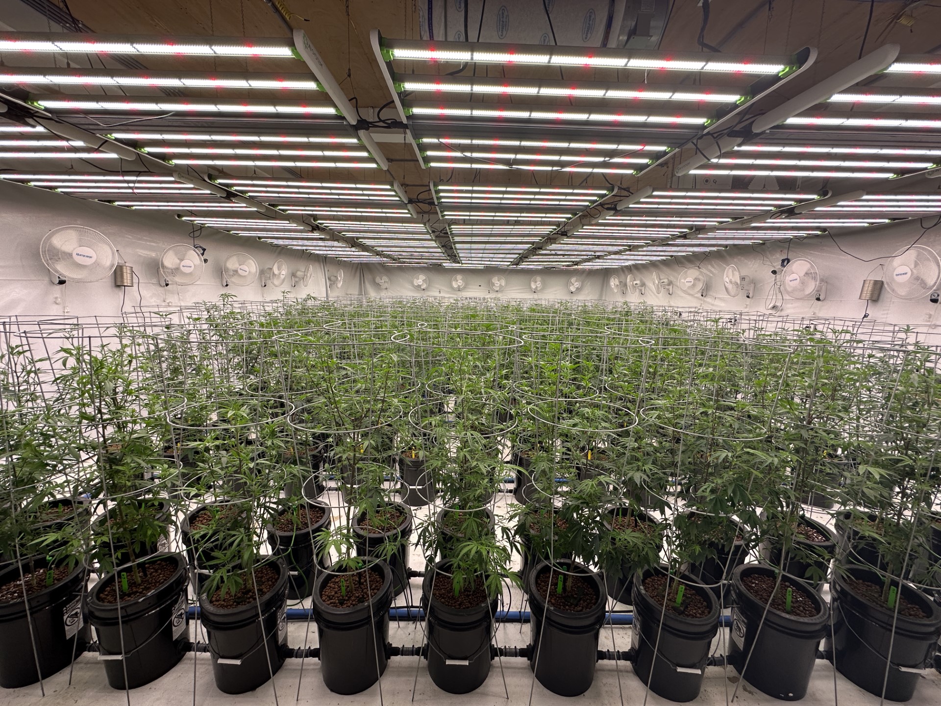 The hydroponics system that grows the buds sold at CannaBlyss Marianas.