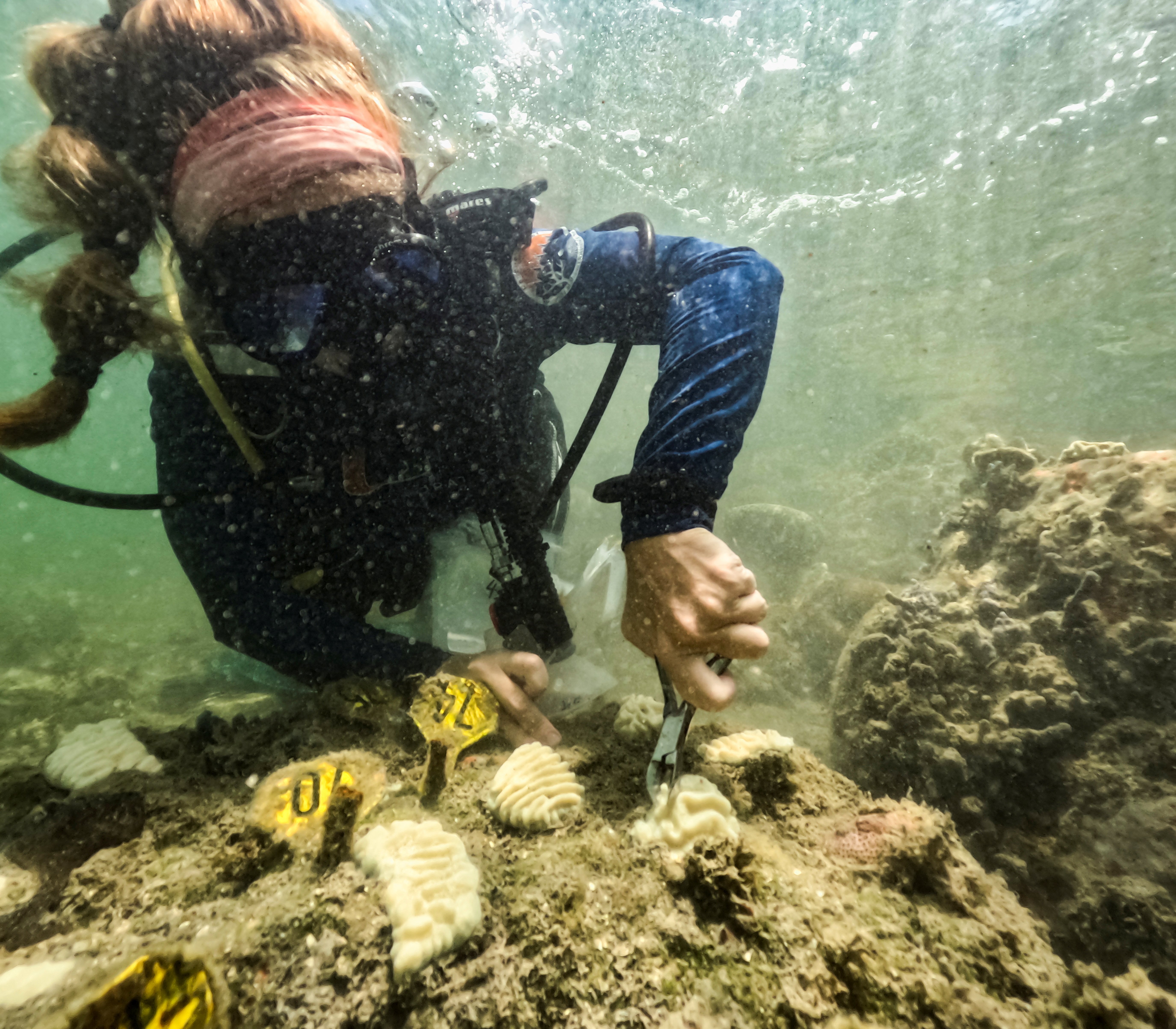 NOAA intern and University of Miami PhD candidate, Allyson DeMerlis, grabbles samples of corals that she planted in December of 2022 that have now already bleached fully in Miami, Flordia, U.S., July 14, 2023. REUTERS/Maria Alejandra Cardona