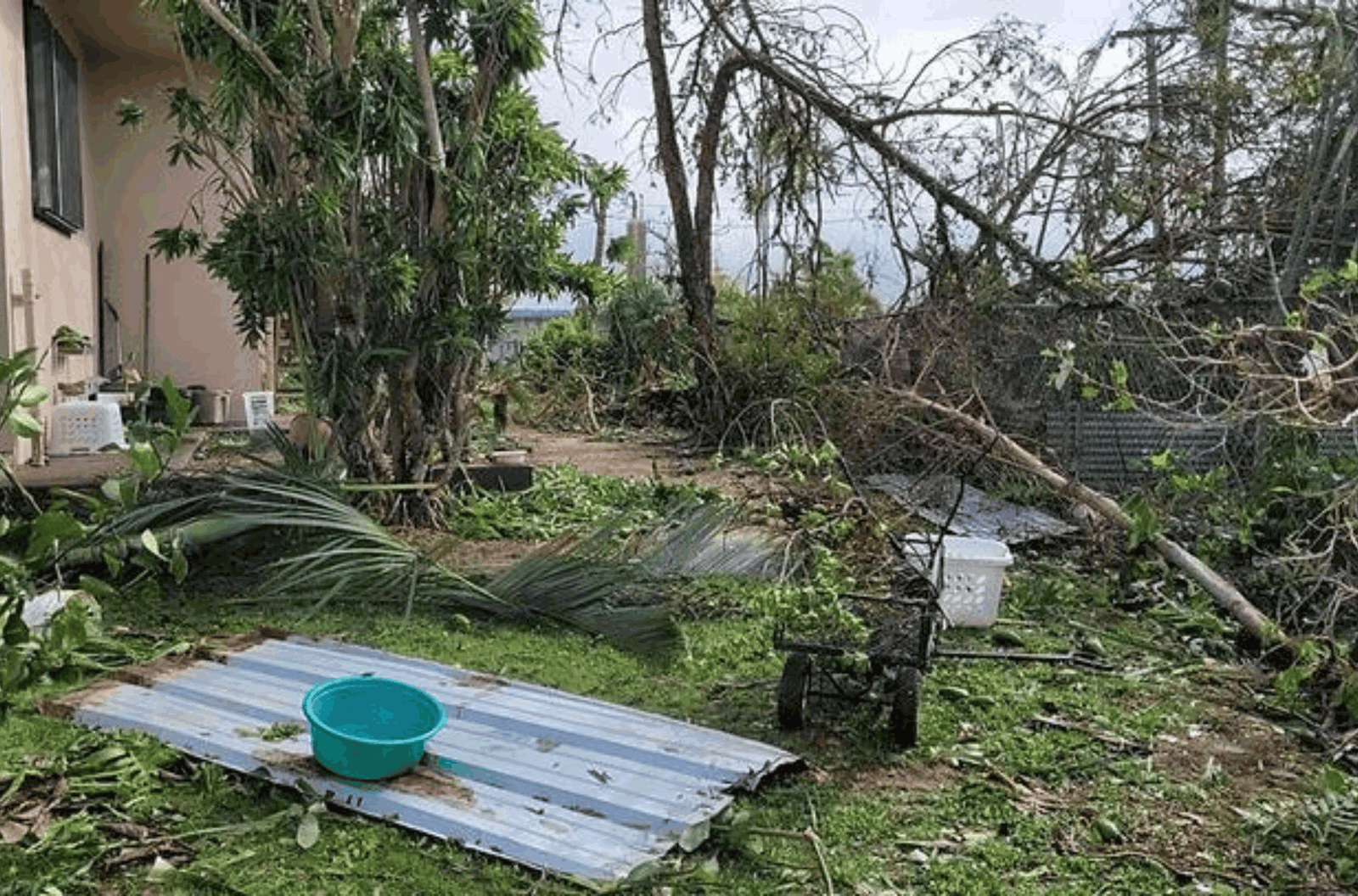 Downed trees by Mawar