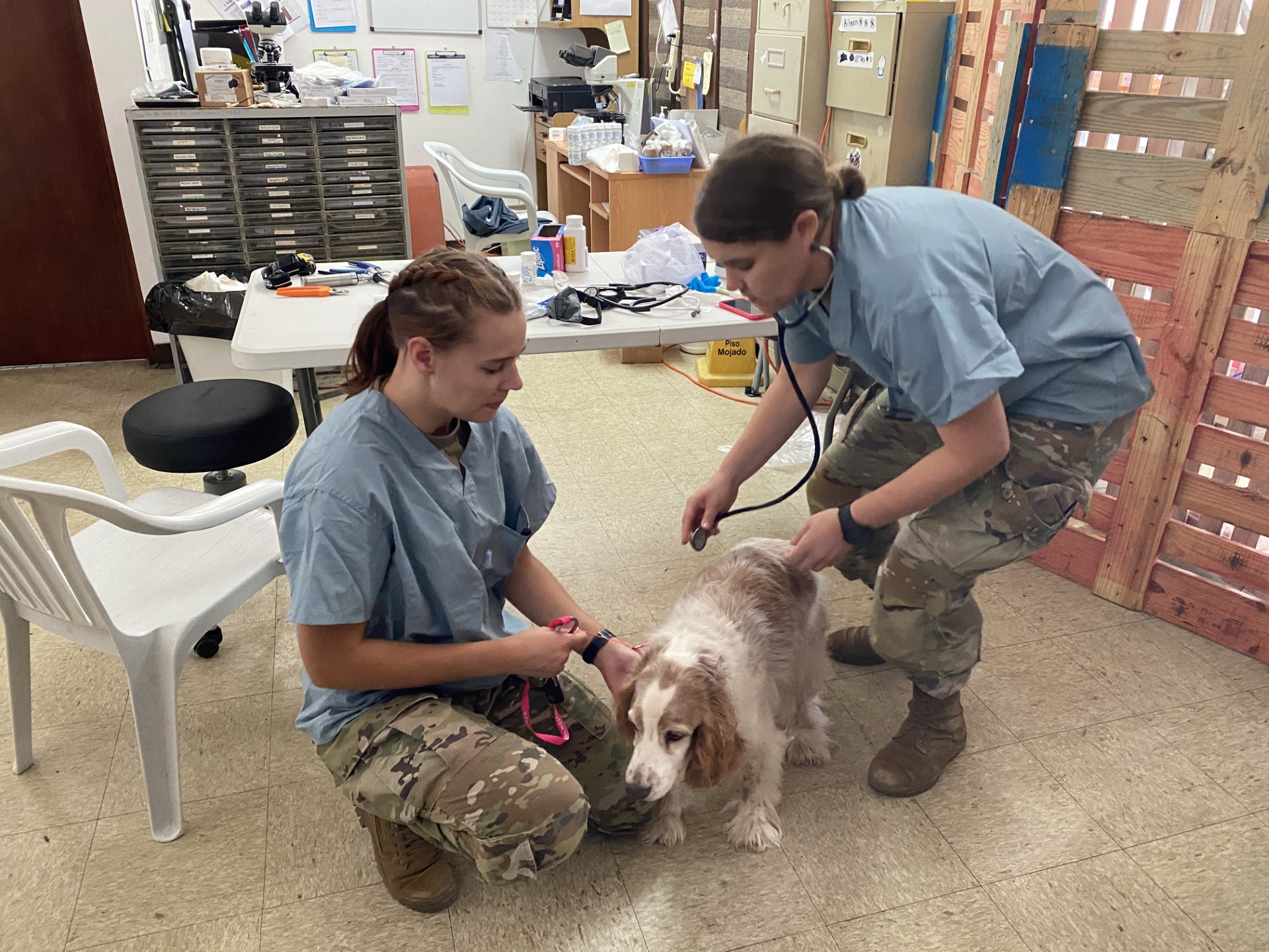 Opie, center, was brought to the former Saipan Cares for Animals clinic on July 13 for the U.S. military’s Innovative Readiness Training-Wellness Mission 2023.