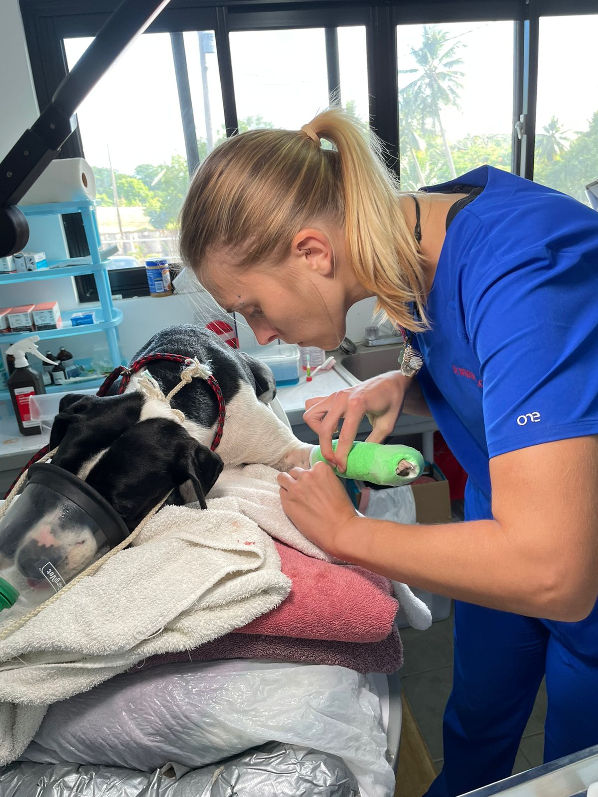 Dr. Whitney Collins examines a dog before surgery.
