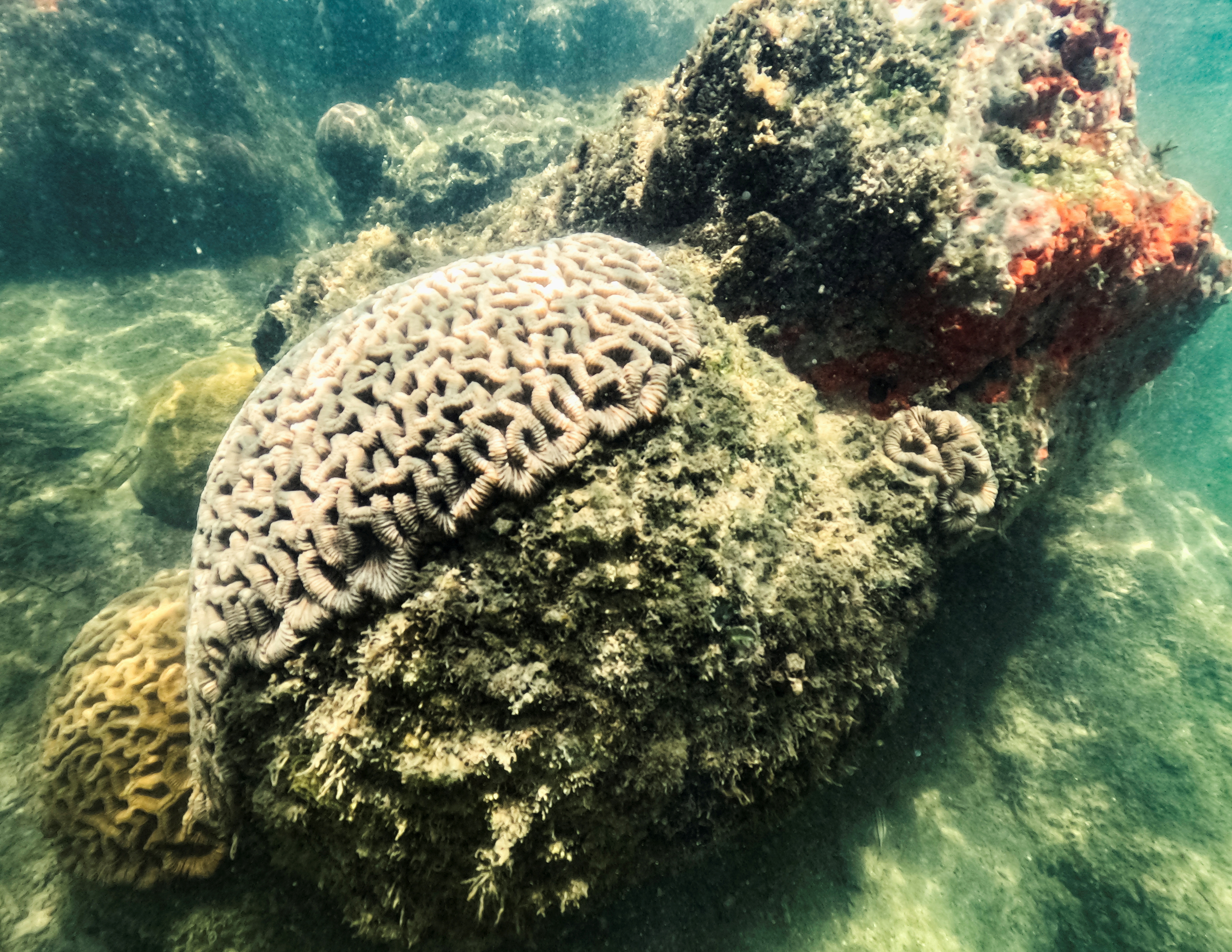 A healthy brain coral rests under Port of Miami regardless of extreme heat in Miami, Flordia, U.S., July 14, 2023. REUTERS/Maria Alejandra Cardona