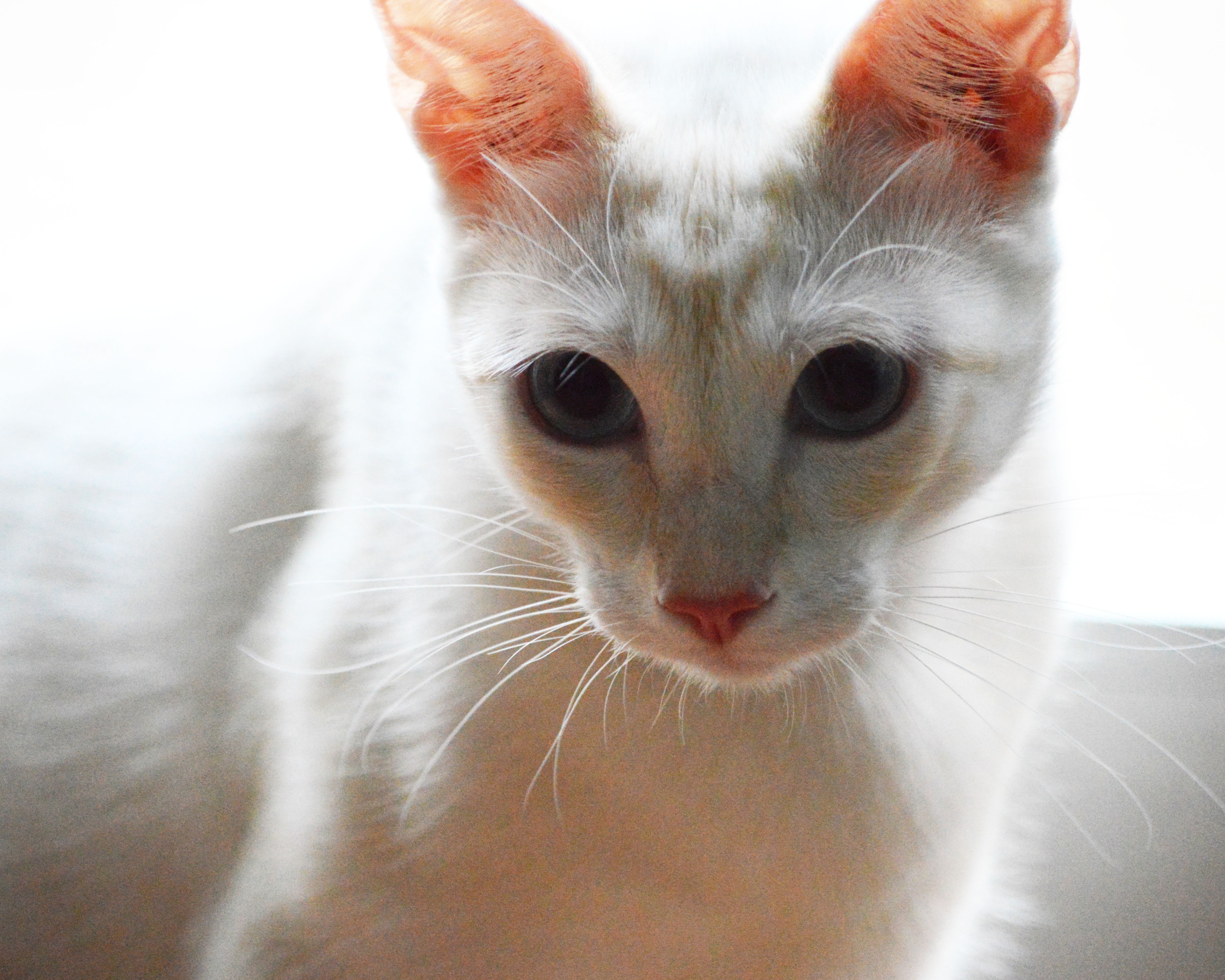 Mirza with his “time for some cuddles” stare.