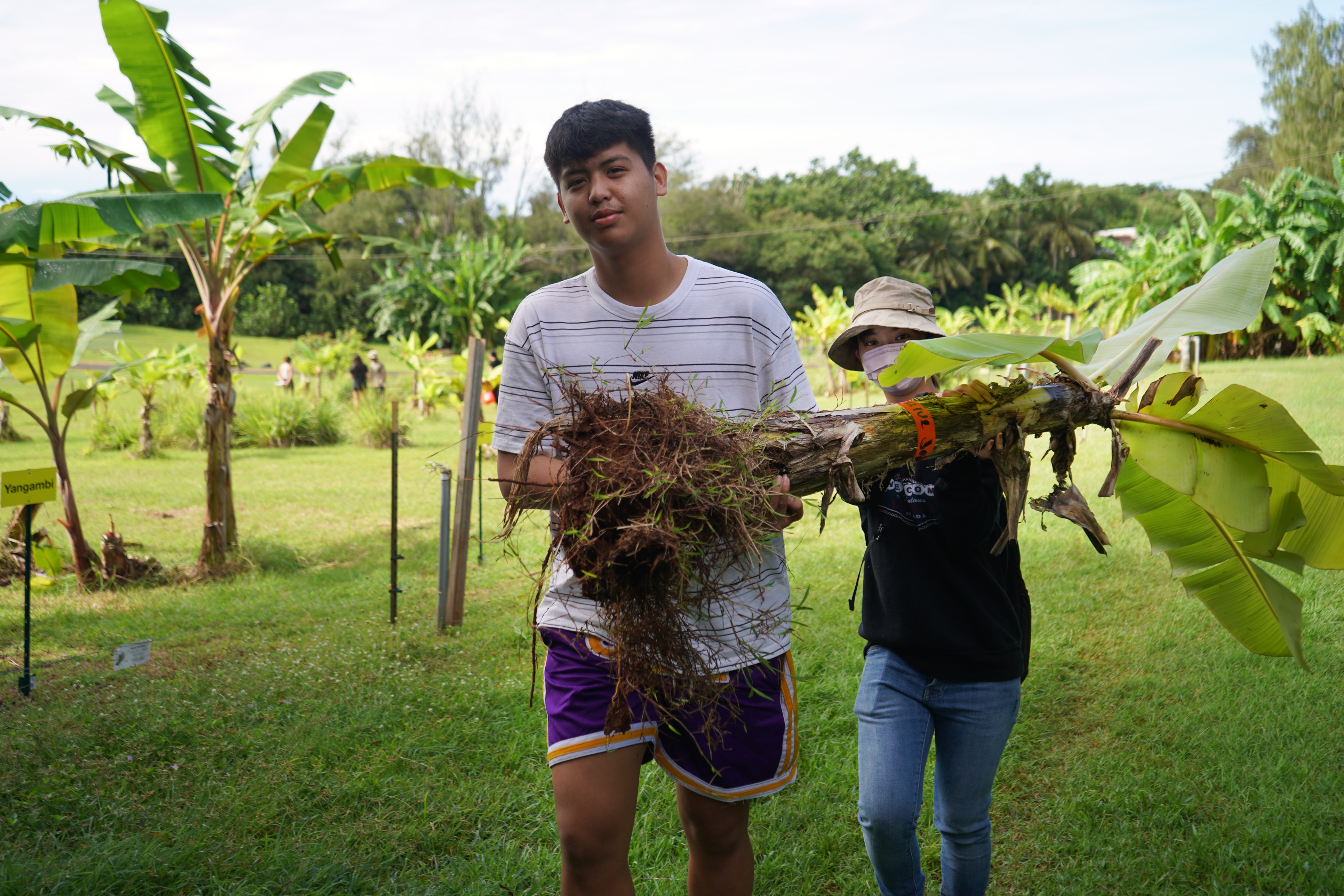 UOG students Tristan Valdes and Nana Kanda carry an uprooted banana sucker while learning about banana propagation in their Intro to Agriculture class trip to UOG’s Inarajan Research & Education Center in September 2021.