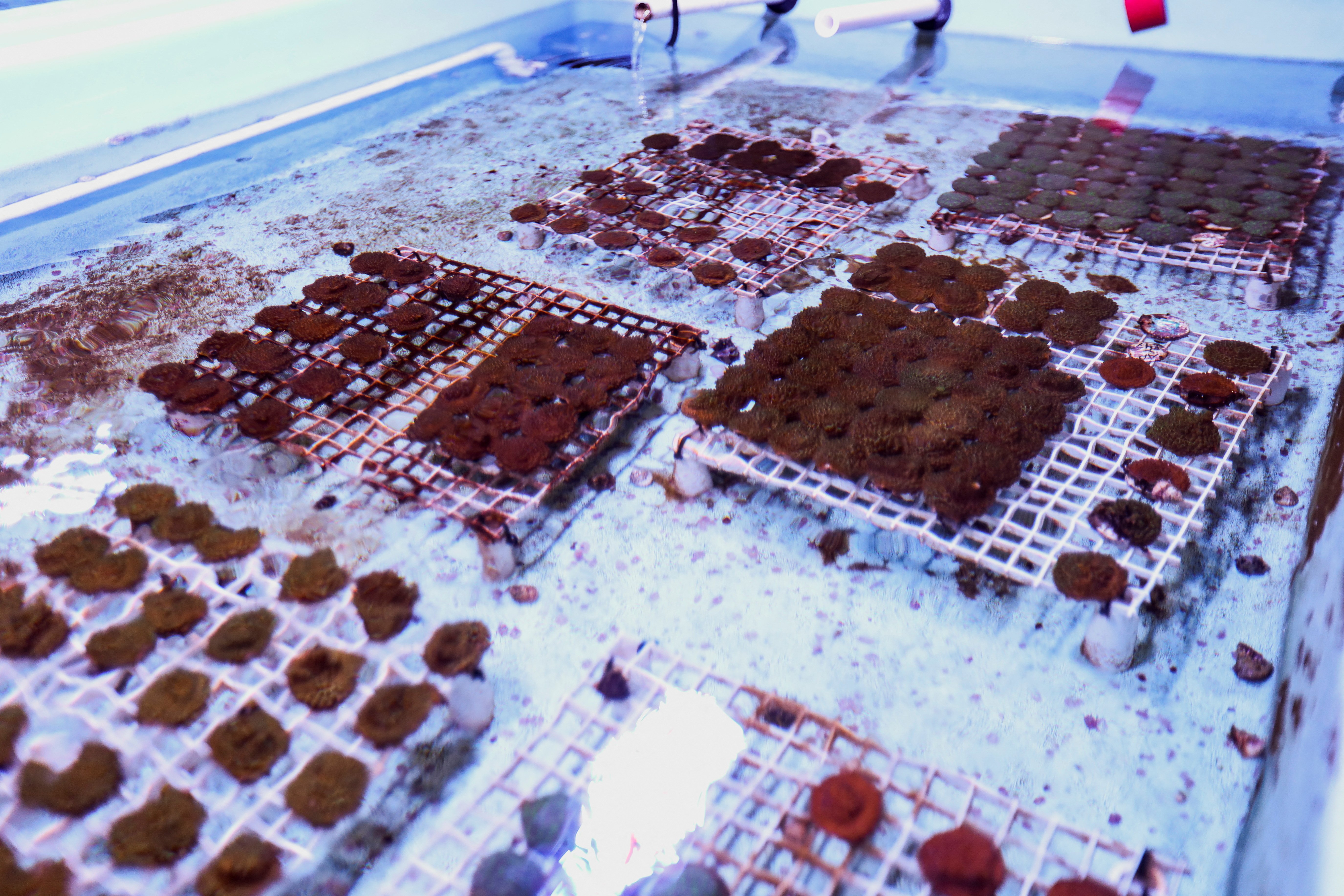Small fragments of coral ready for planting are seen in Mote Laboratories in Key West, Florida, U.S., July 13, 2023. REUTERS/Maria Alejandra Cardona