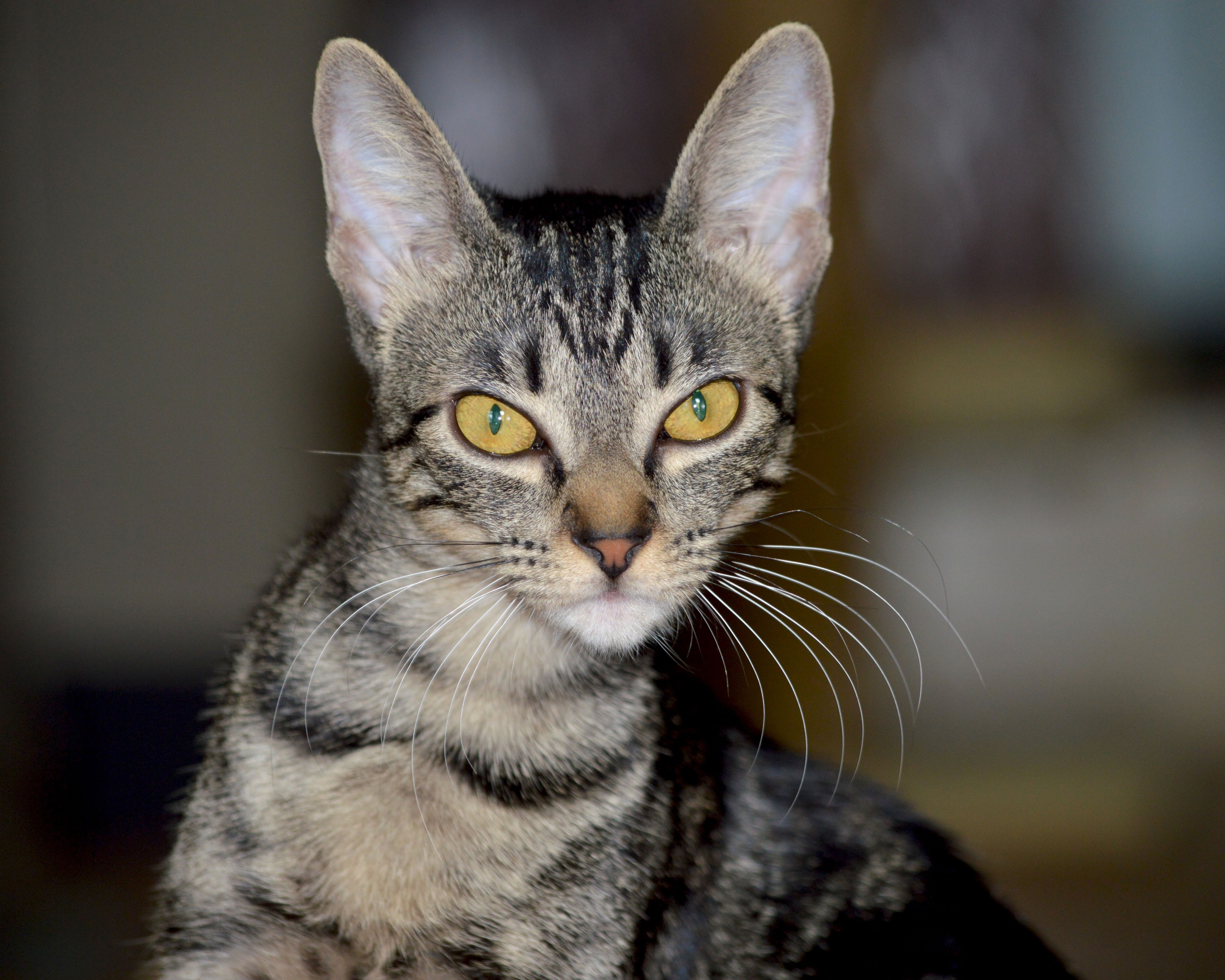 Hafsa strikes a pose for the camera.