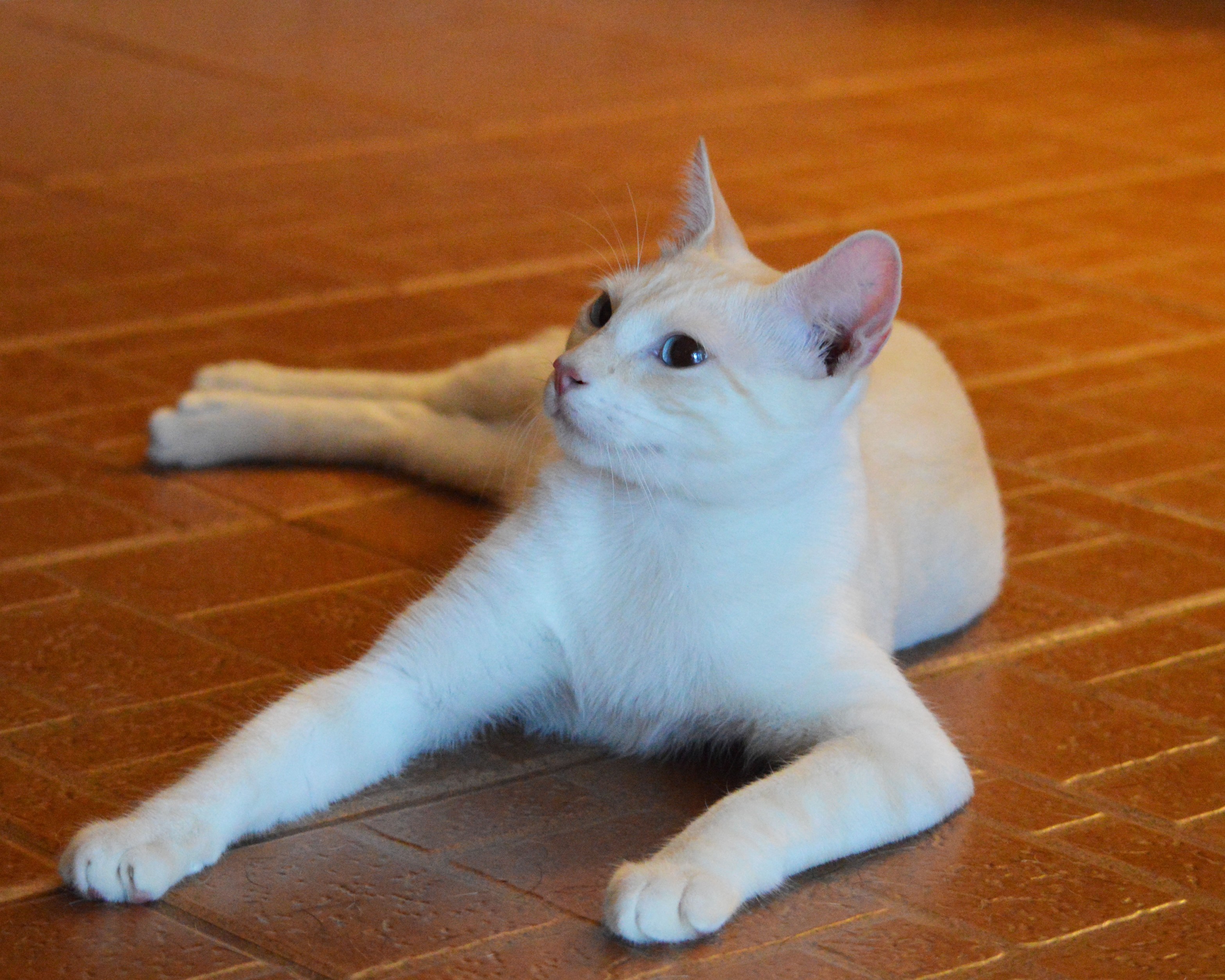 Mirza looks up to check for treats.
