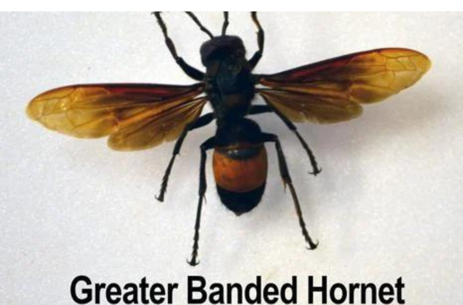 The first greater banded hornet collected on Guam is shown with a honeybee for size comparison.