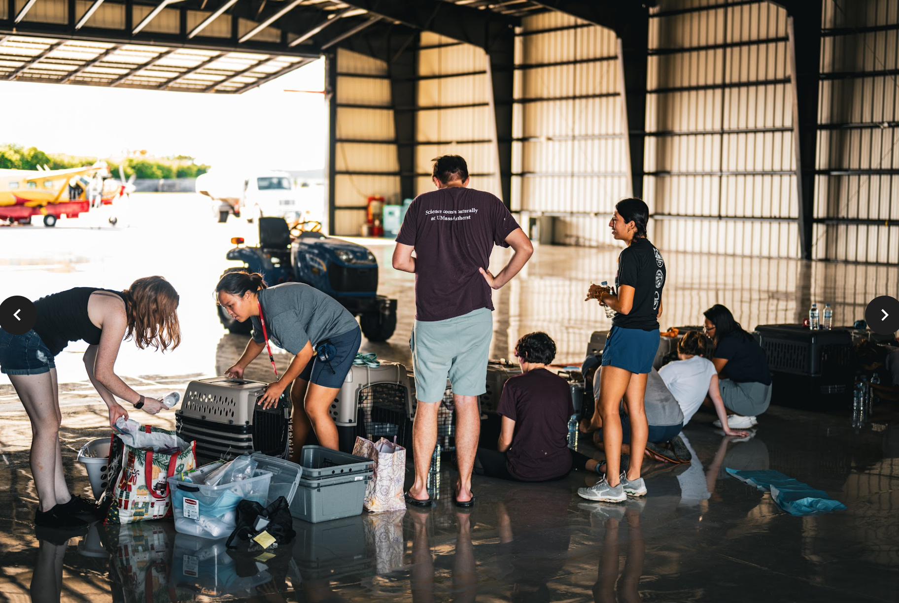 Saipan Humane Society volunteers prep the animals for the flight.