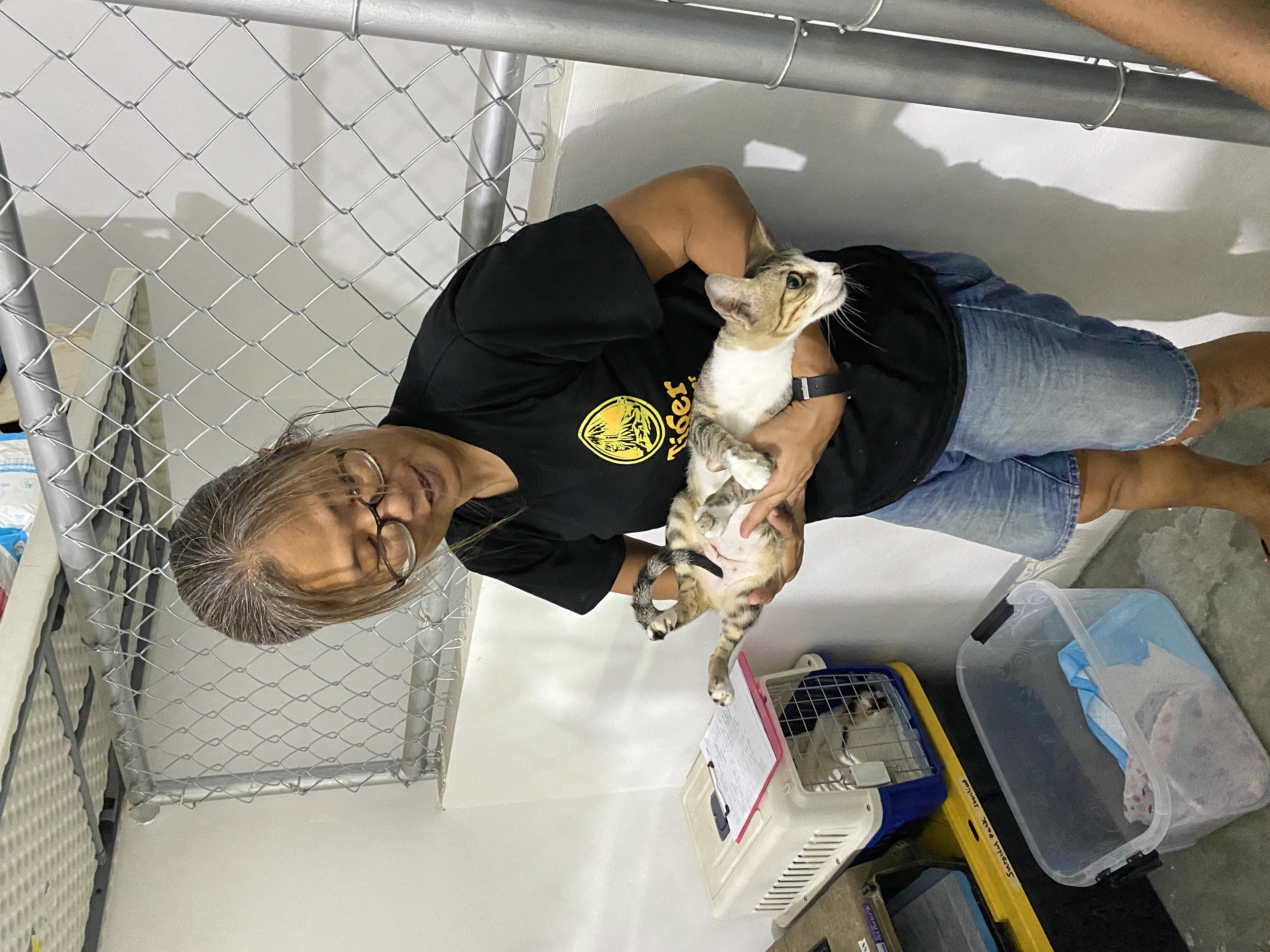 A volunteer holds a cat that recently underwent surgery at the Saipan Mayor's Animal Shelter. 