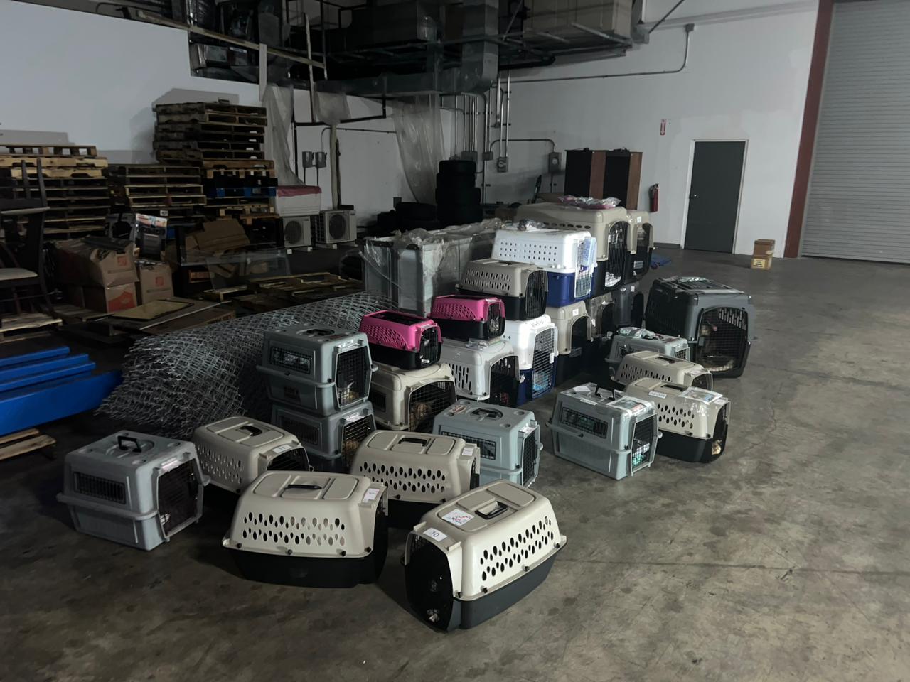 Animals wait for transport.