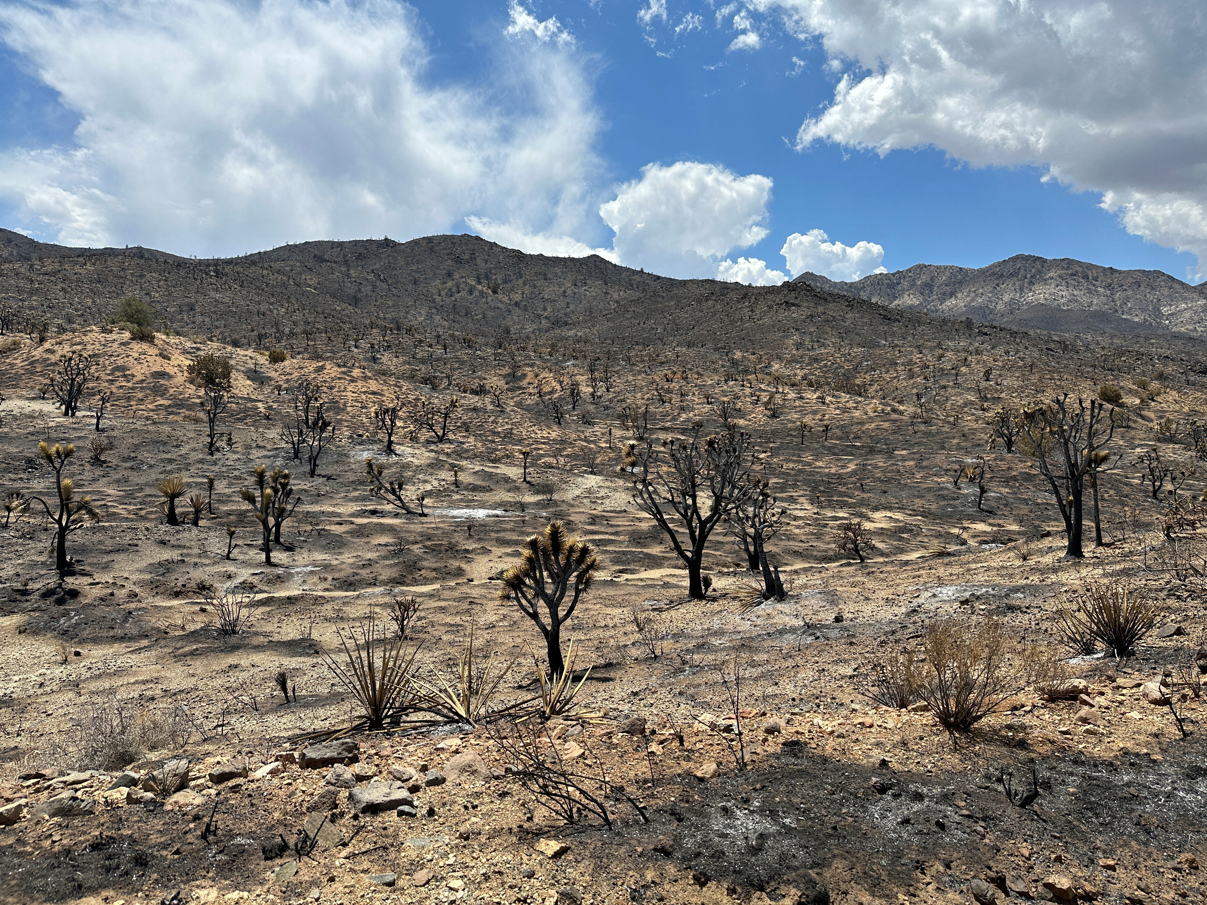 A general view of Mojave National Preserve where York Fire burned charring acres of iconic Joshua Trees, California, U.S. August 2, 2023. REUTERS/Jorge Garcia
