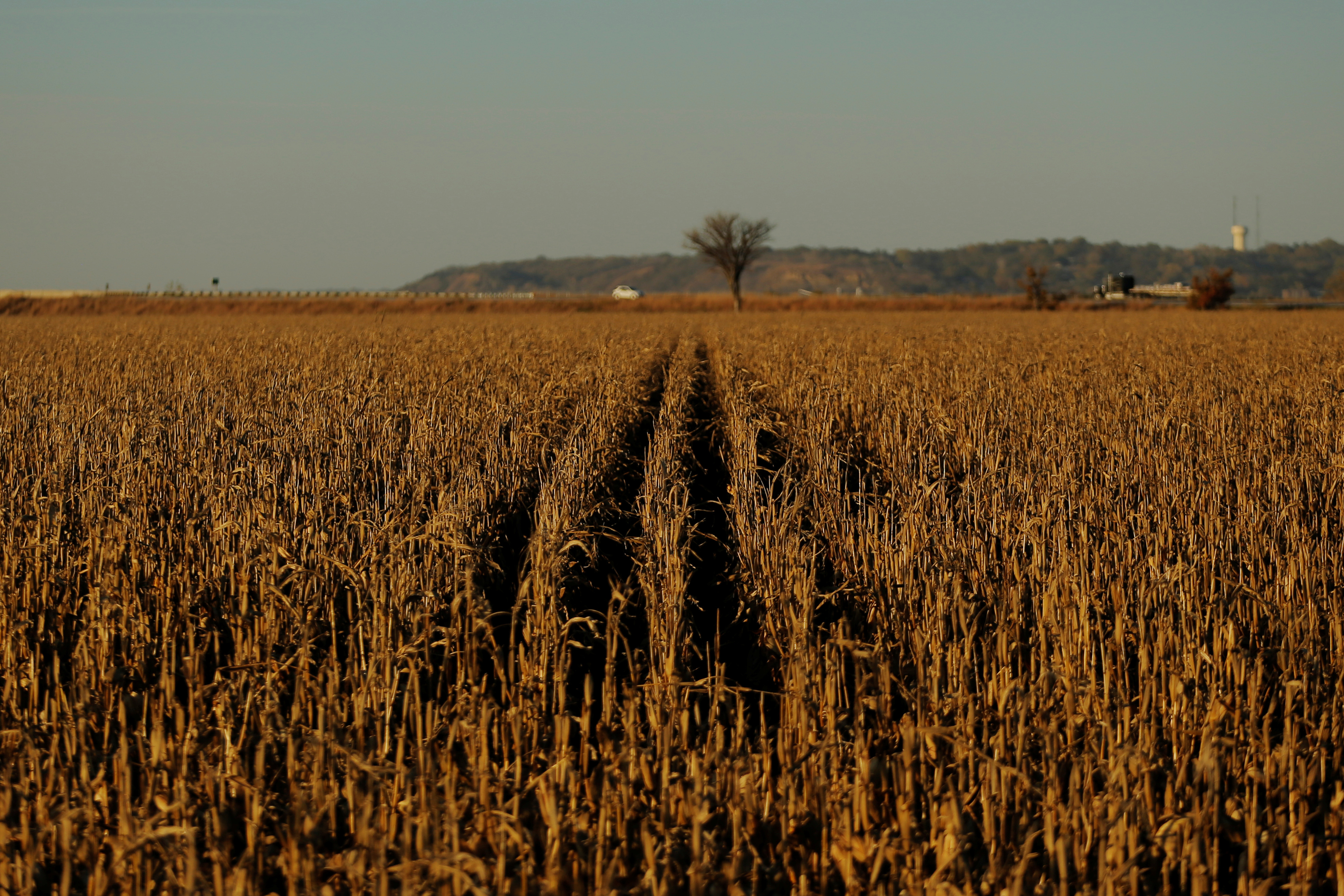 A corn field waiting to be harvested near Defiance in Shelby County, Iowa, one of the counties on the route of Summit Carbon Solutions' proposed pipeline. REUTERS/Lucas Jackson/File Photo