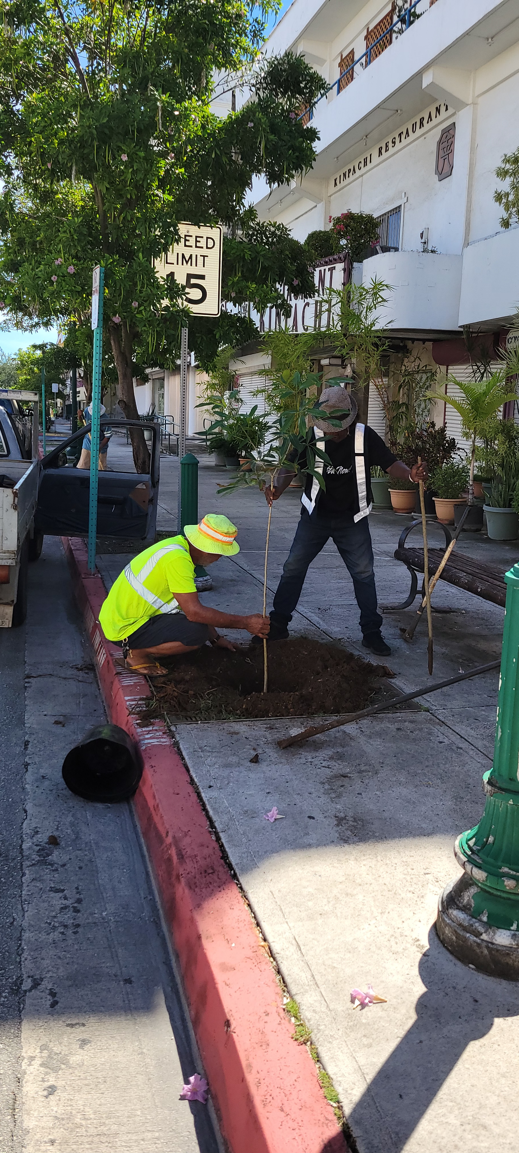 Max Roberto, left, and Pedro Ucherbelau of the CNMI Division of Parks & Recreation replant the first set of a planned 28 Pink Tecoma trees in Garapan in August 2023.  The replacement of trees lost due to storms and other factors is funded by the Marianas Visitors Authority toward developing a more eco-friendly destination.  For aesthetic reasons, Pink Tecomas will also replace coconut trees and other species that had been temporarily planted