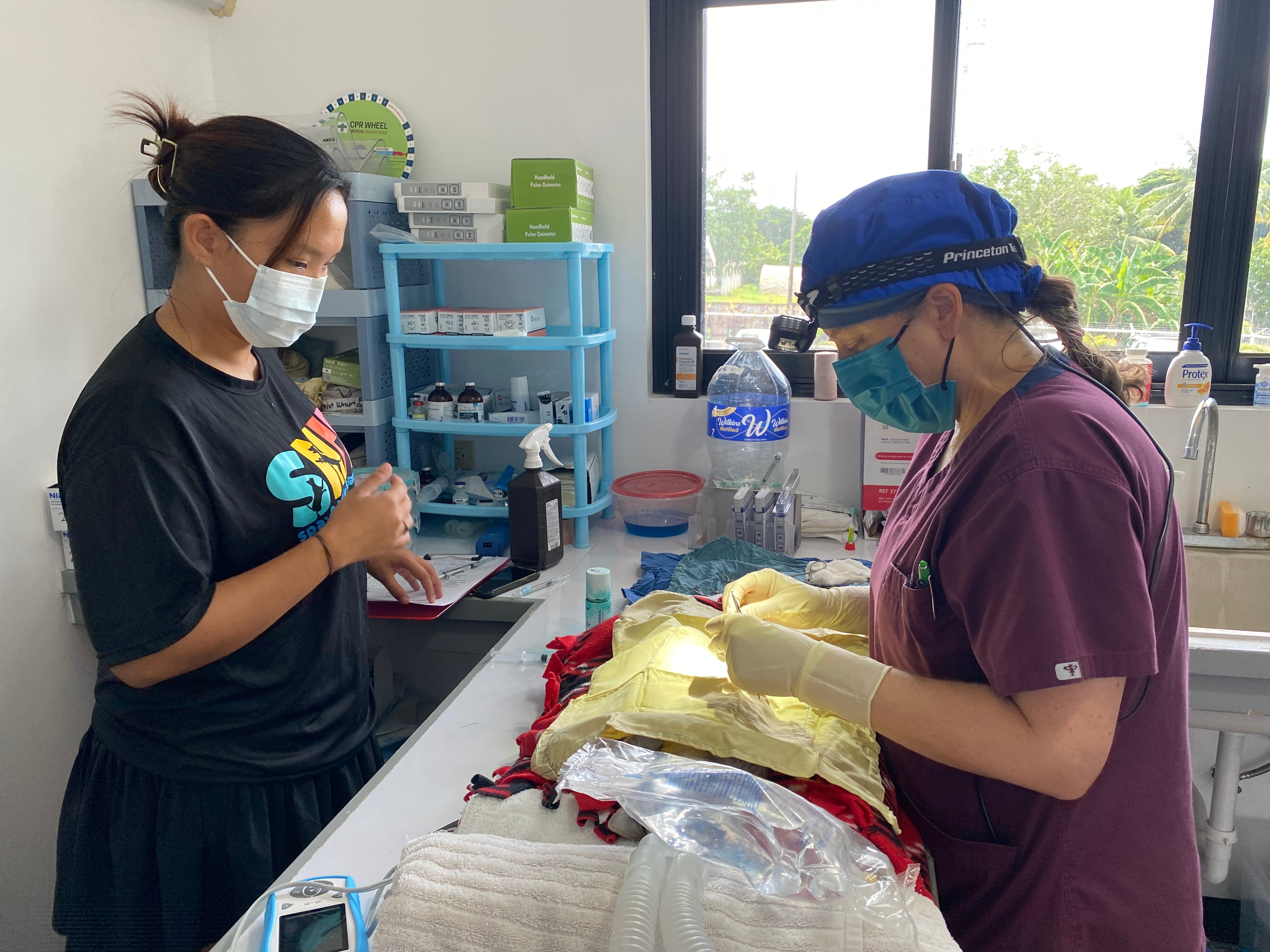 Visiting veterinarian Dr. Mariah Coakley, right, readies to perform surgery on a cat on August 24. 