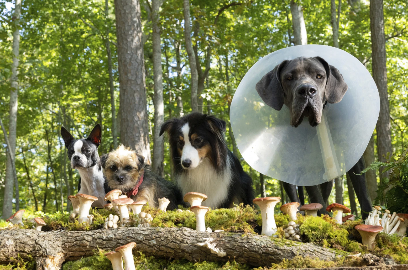 This image released by Universal Pictures shows, from left, Bug, voiced by Jamie Foxx, Reggie, voiced by Will Ferrell, Maggie, voiced by Isla Fisher, and Hunter, voiced by Randall Park, in a scene from “Strays.”