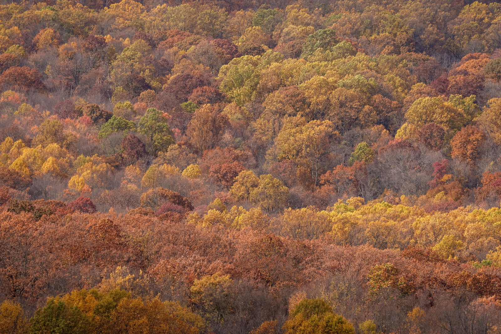Fall leaves are seen in the tree-lined Catoctin Mountain Park near the Camp David U.S. presidential retreat, in Thurmont, Maryland, U.S., November 14, 2021. REUTERS/Ken Cedeno/File Photo