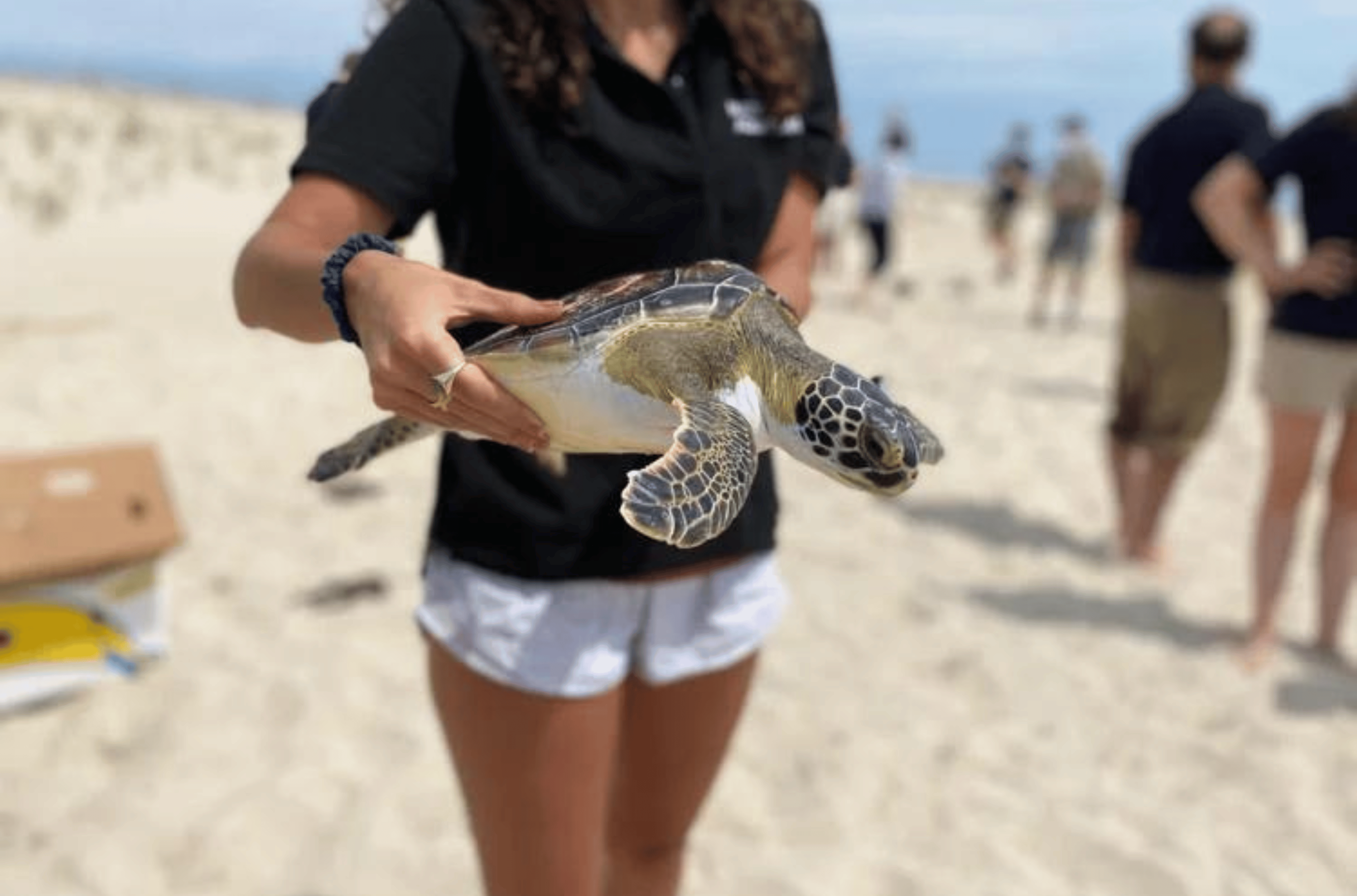 A green sea turtle, rehabilitated after stranding on a North Carolina beach in January 2023, is seen just before release in Maryland later in the year.