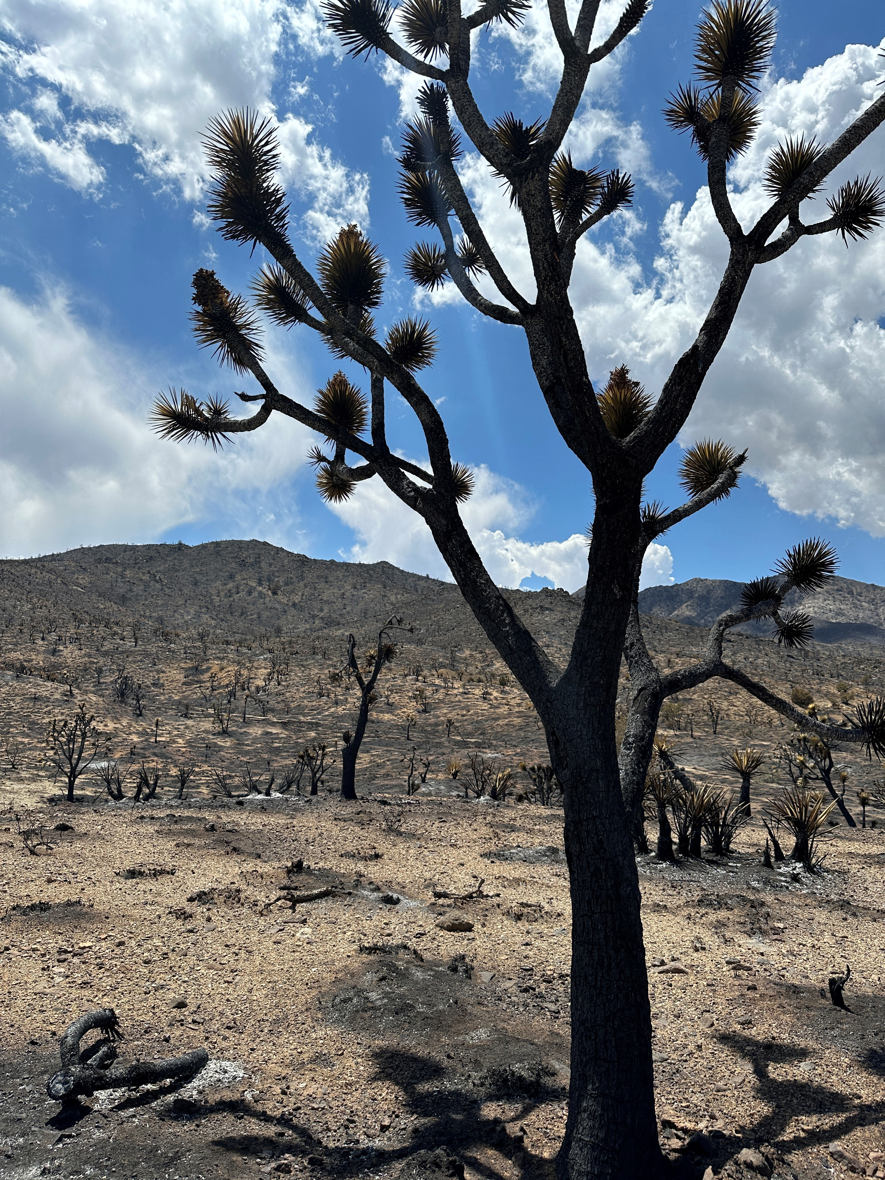 A general view of Mojave National Preserve where York Fire burned charring acres of iconic Joshua Trees, California, U.S. August 2, 2023. REUTERS/Jorge Garcia