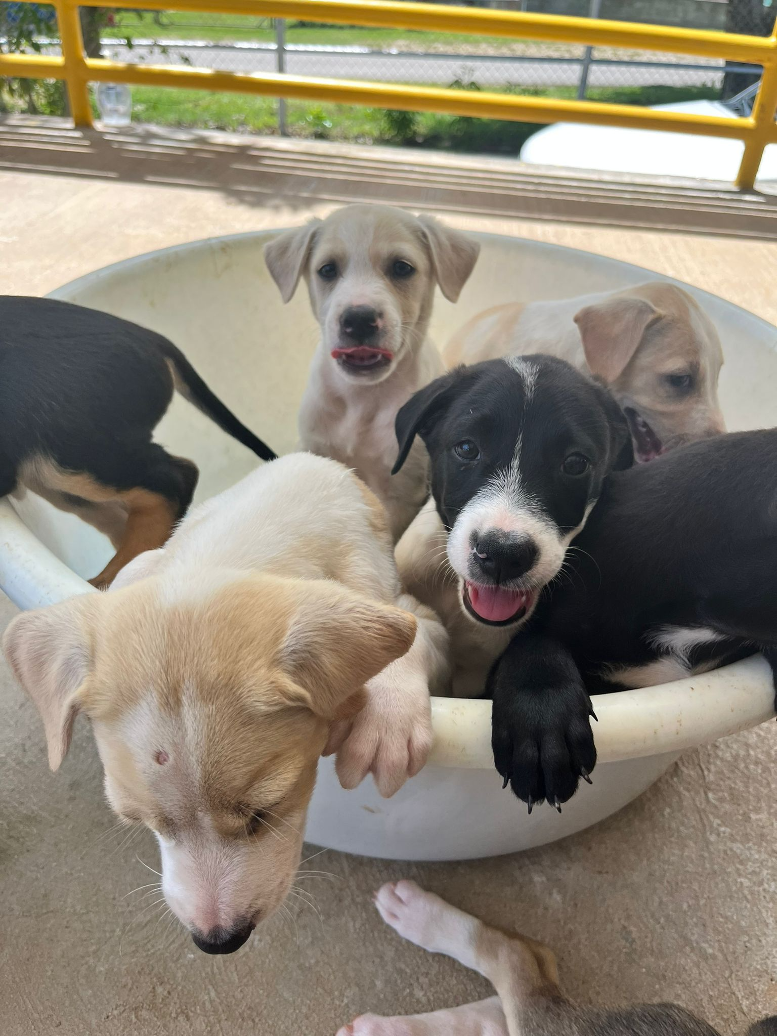 Rescued pups in SHS.