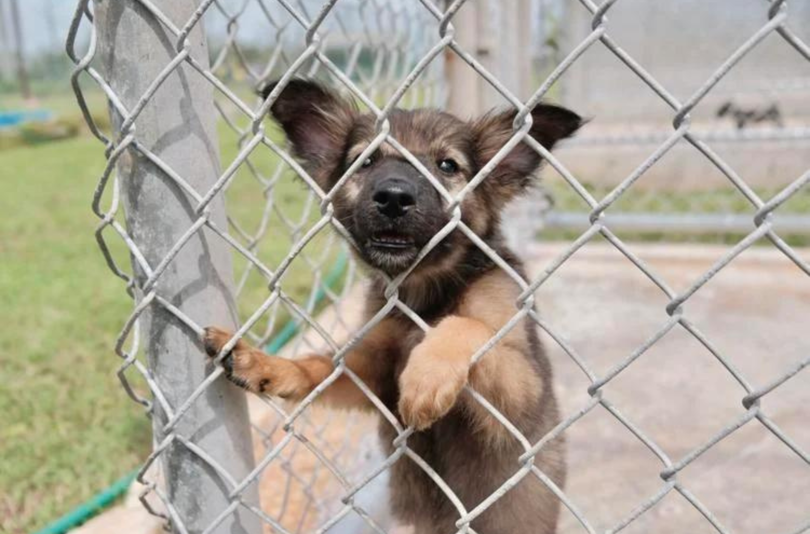 Wolfie peeks out from a dog kennel Tuesday, July 25, 2023, at the Guam Animals in Need shelter in Yigo.