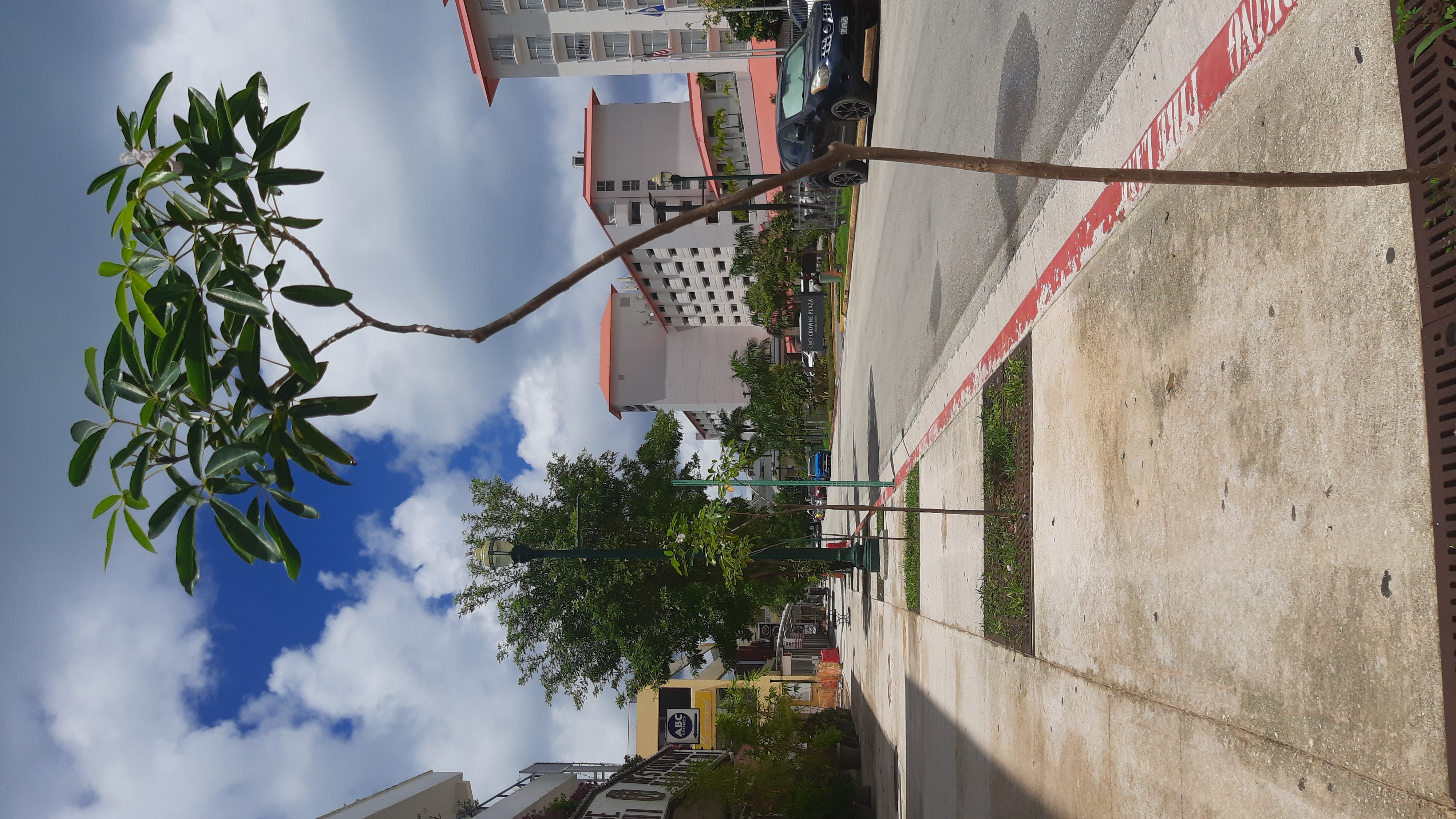 The first set of a planned 28 Pink Tecoma trees are replanted in Garapan.  The replacement of trees lost due to storms and other factors is funded by the Marianas Visitors Authority toward developing an eco-friendly destination. For aesthetic reasons, Pink Tecomas will also replace coconut trees and other species that had been temporarily planted.