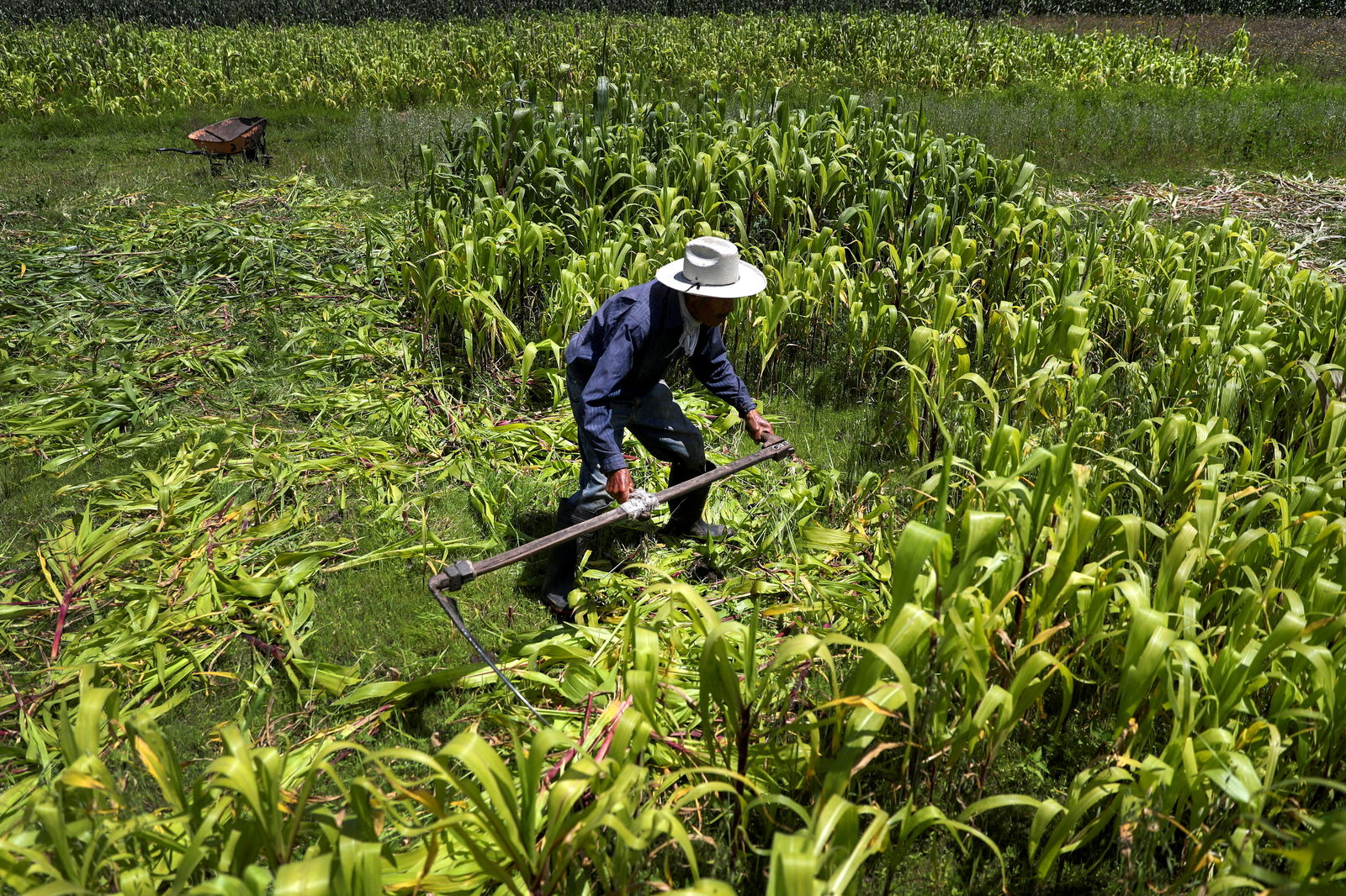 A small grain farmer cuts corn plants on his farm at La Constitucion Totoltepec neighborhood, in Toluca, Mexico, August 3, 2022. REUTERS/Edgard Garrido/File Photo