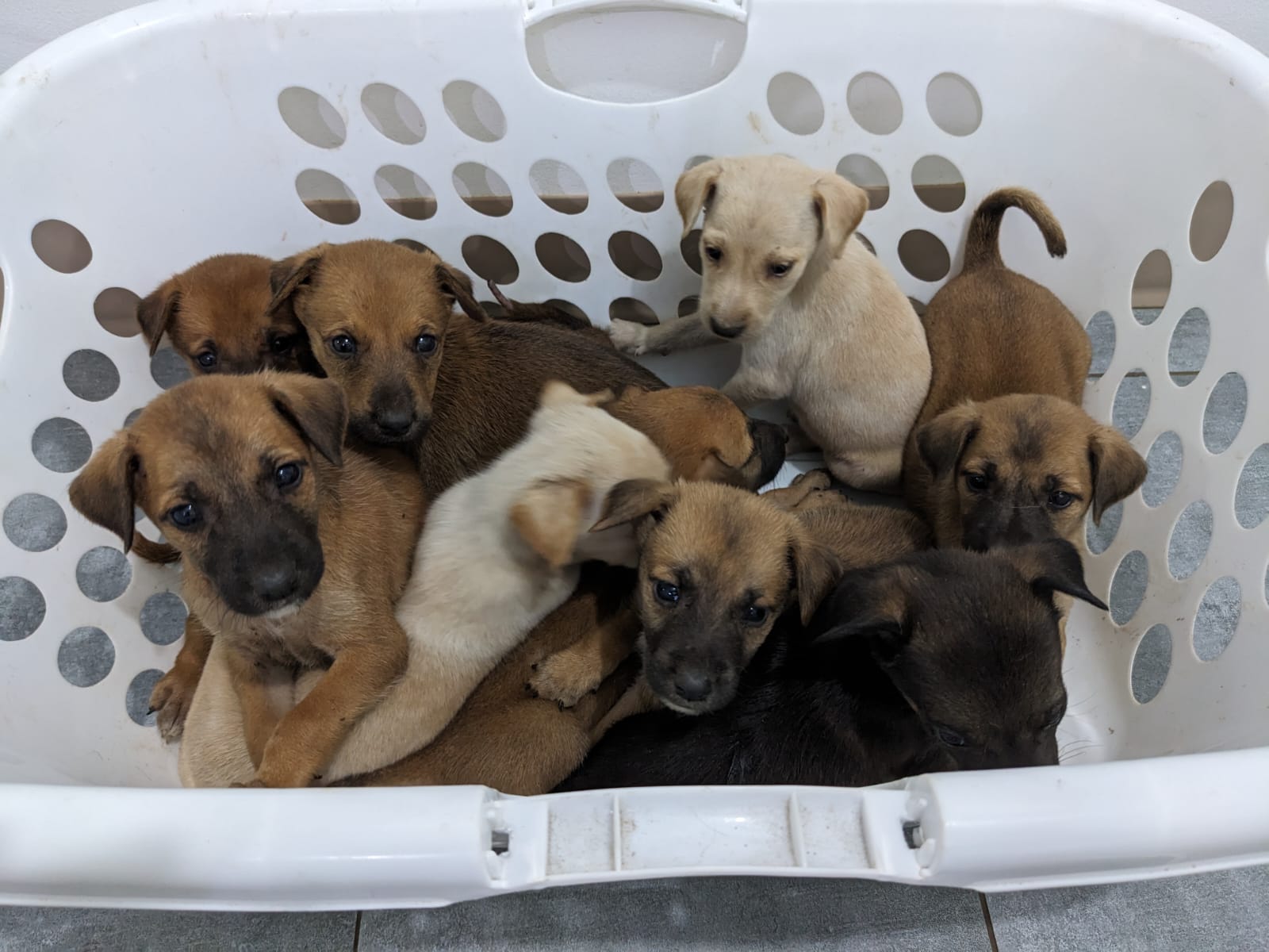 Saipan Humane Society dogs for adoption.