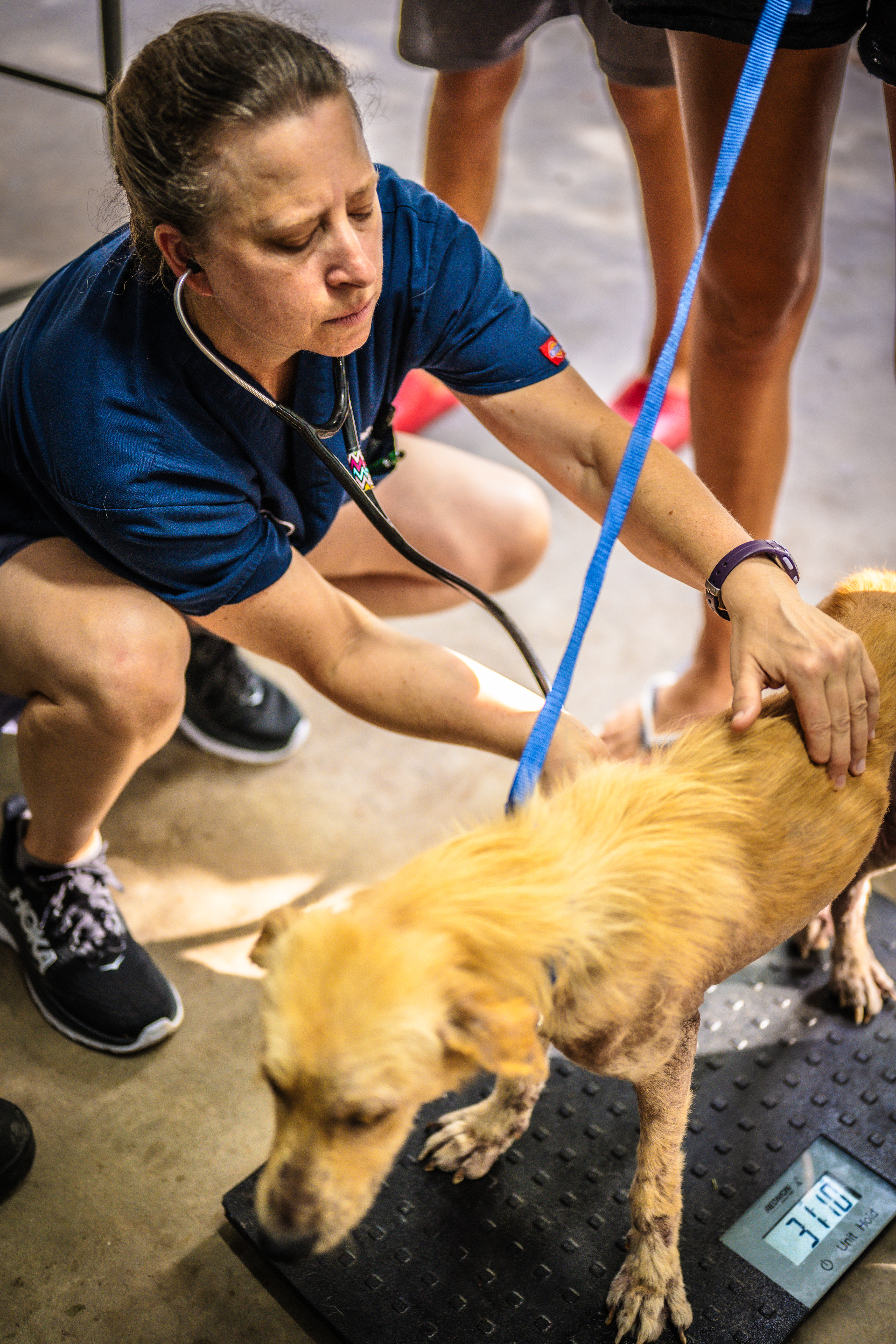Visiting veterinarian Dr. Mariah Coakley examines a dog at the animal shelter of the Saipan Mayor’s Office.