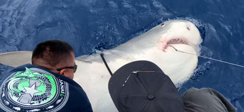 Guam and Saipan fishermen learn about shark depredation as University of Hawaii scientists tag a shark in waters off Hawaii. 