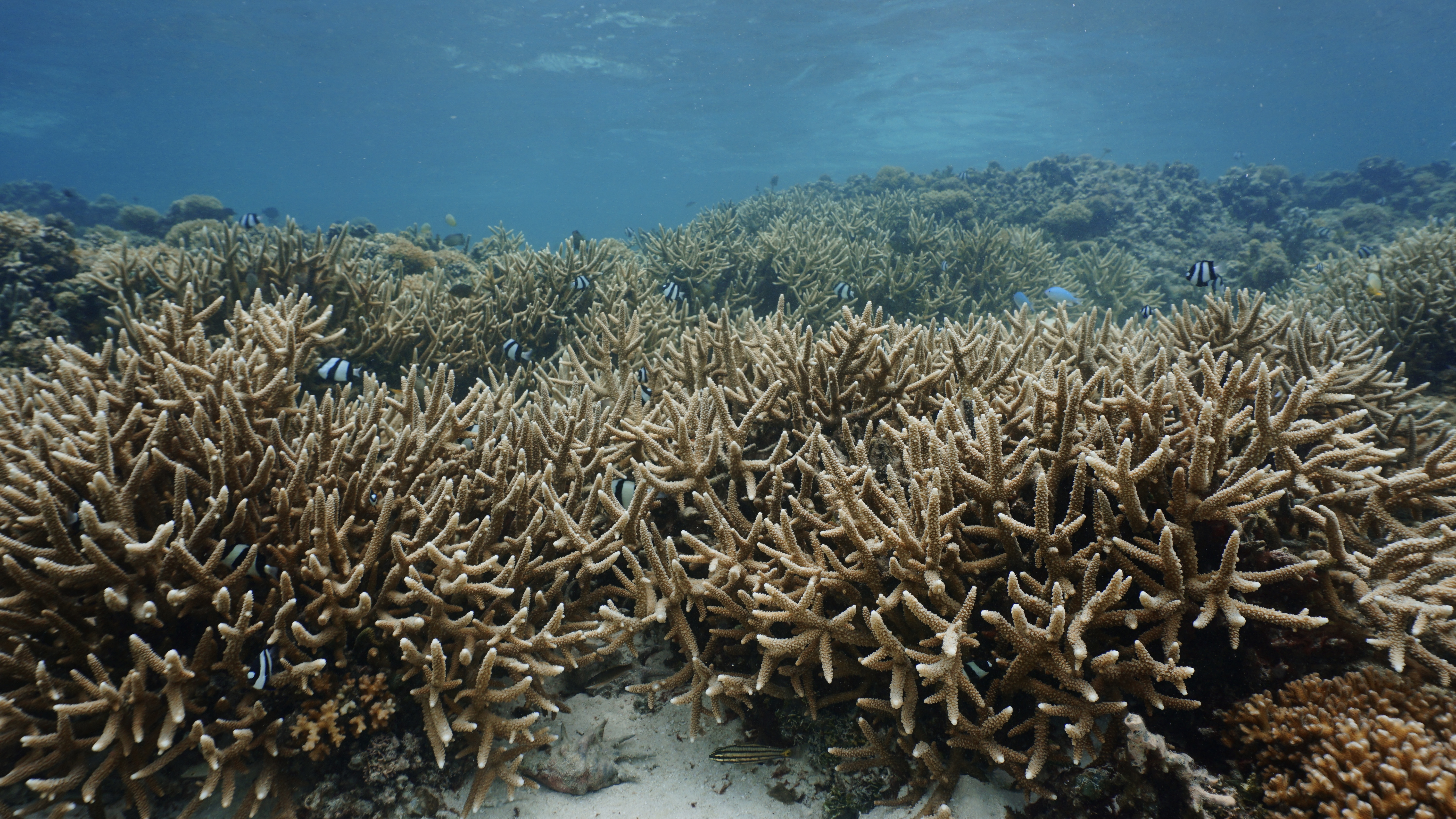Healthy branching corals in the Tanapag lagoon.