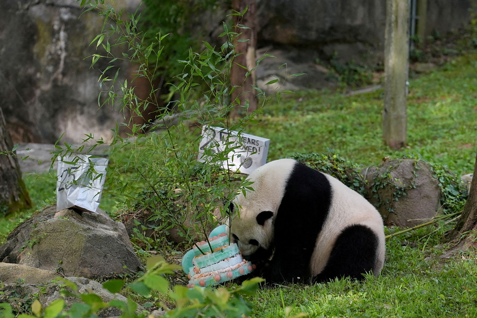 Mei Xiang, a female Giant Panda, investigates a birthday cake presented to her on his 25th birthday at the National Zoo in Washington, U.S. July 22, 2023. 