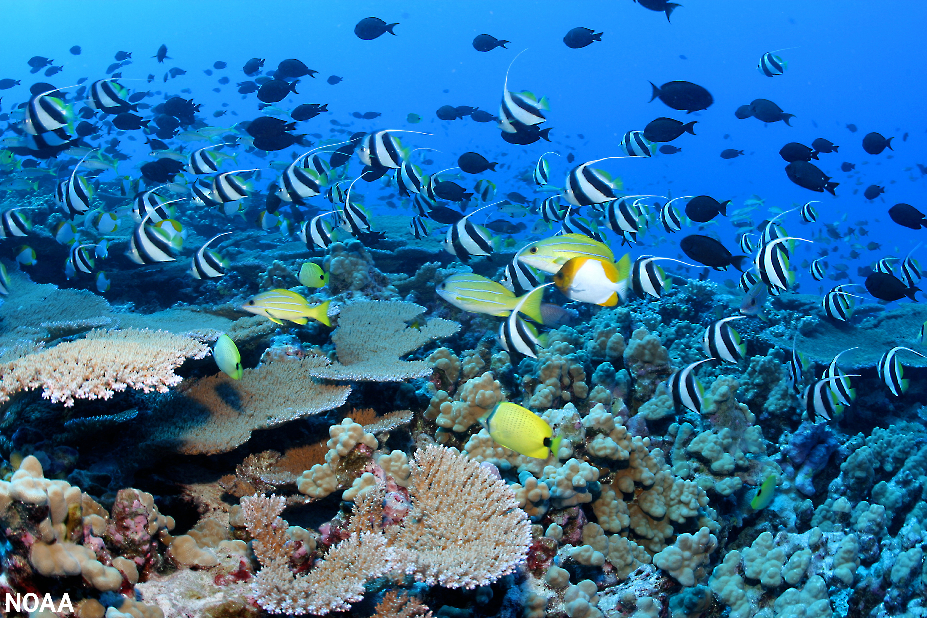 School in great numbers at Rapture Reef, French Frigate Shoals, Papahānaumokuākea National Marine Monument