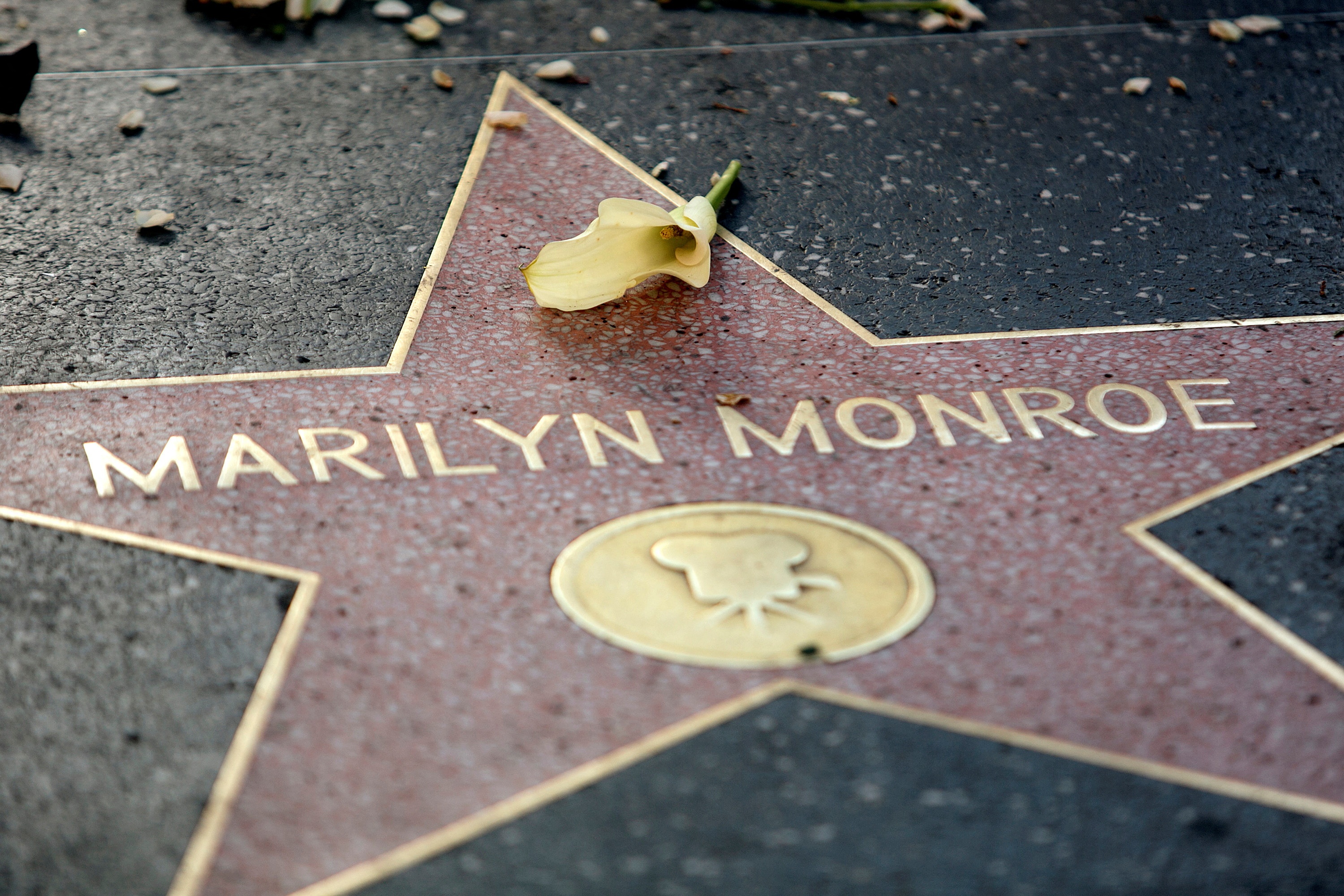 A flower lays atop the Hollywood Walk of Fame star for the late actress Marilyn Monroe in Hollywood August 5, 2012. A memorial service was held in Los Angeles to mark the 50th anniversary of Monroe's death. 