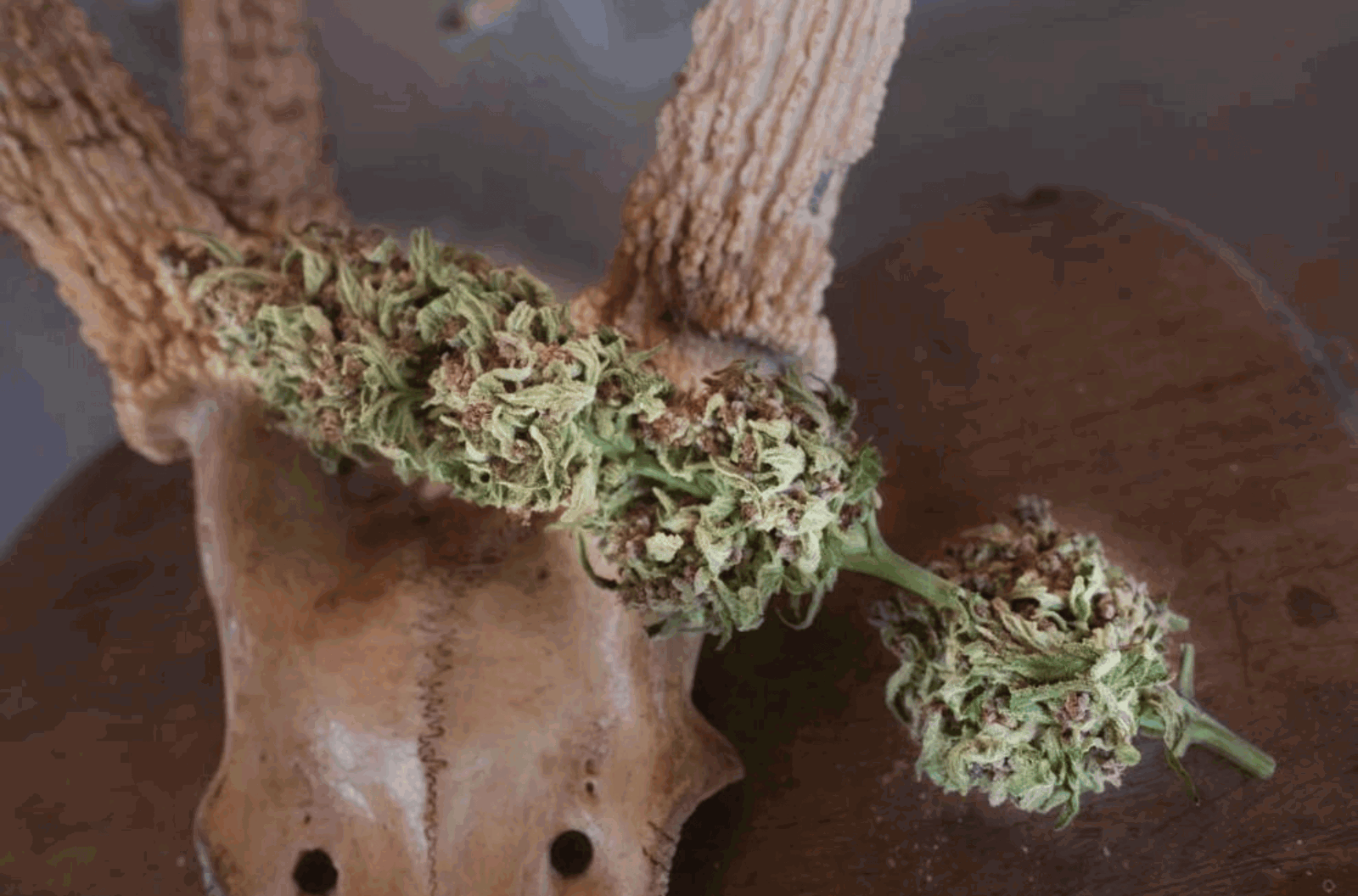  A cannabis flower is pictured in Inalåhan in October 2021. 