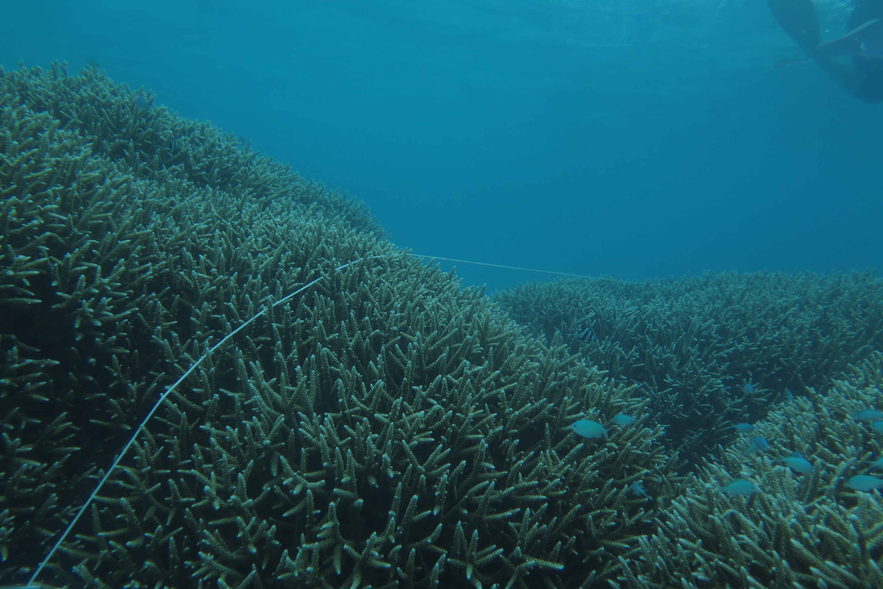 The corals photographed off Quartermaster are in good health.