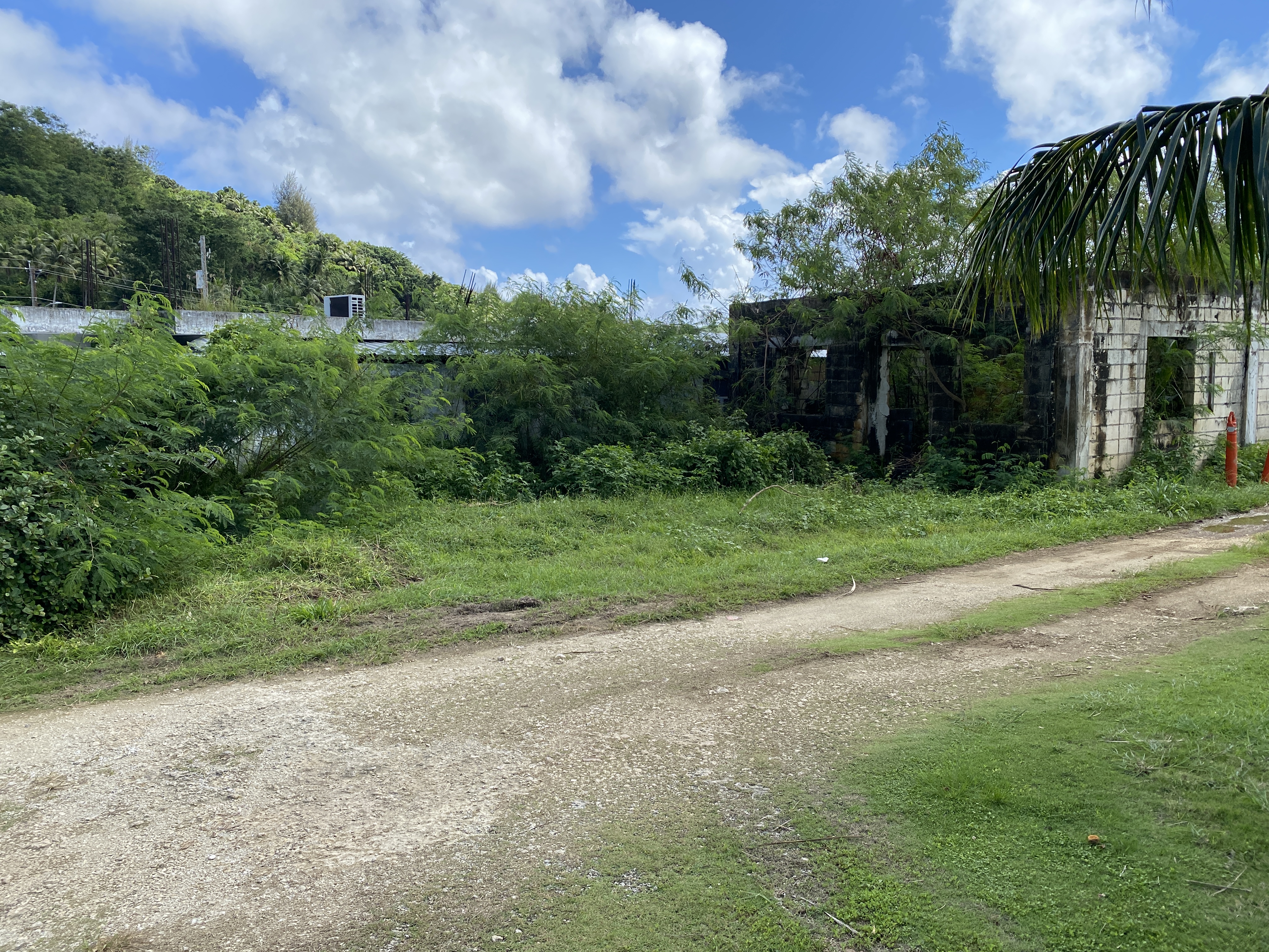 The outside back area of Sip n Smile is overgrown with tangantangan. Behind the trees is the window that the thieves used to gain entry into Sip n Smile.