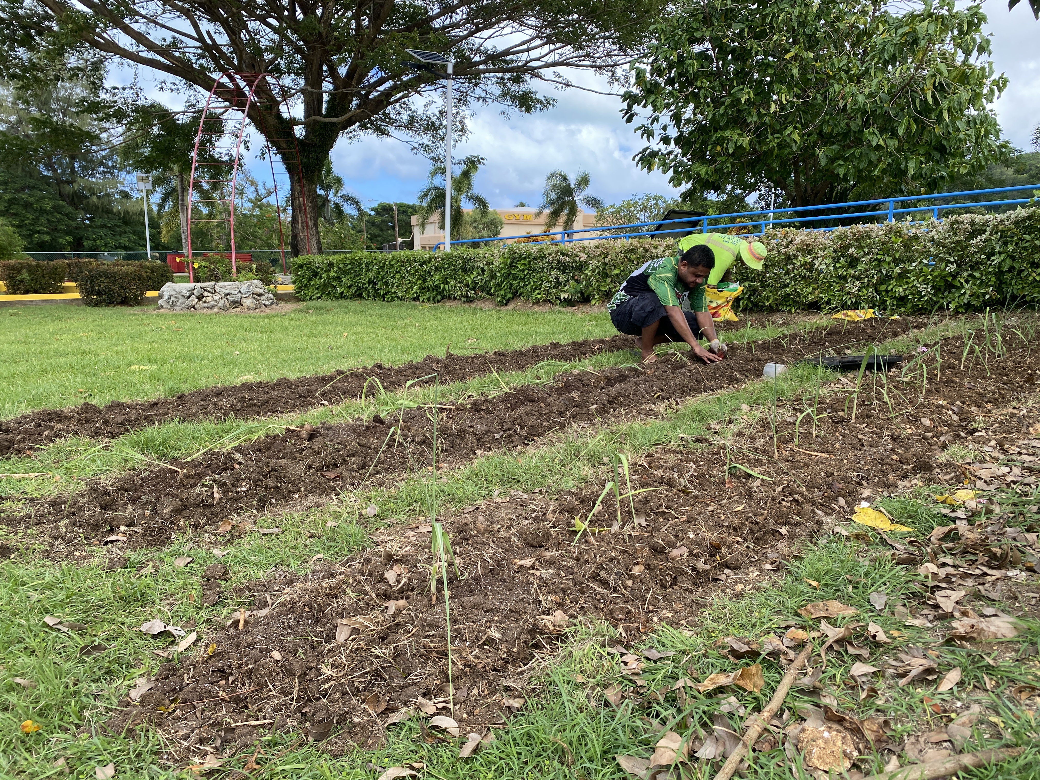 Charles Aiseam of the Division of Agriculture, left, and a Saipan mayor’s office staff member plant sugar cane at Sugar King Park in Garapan.